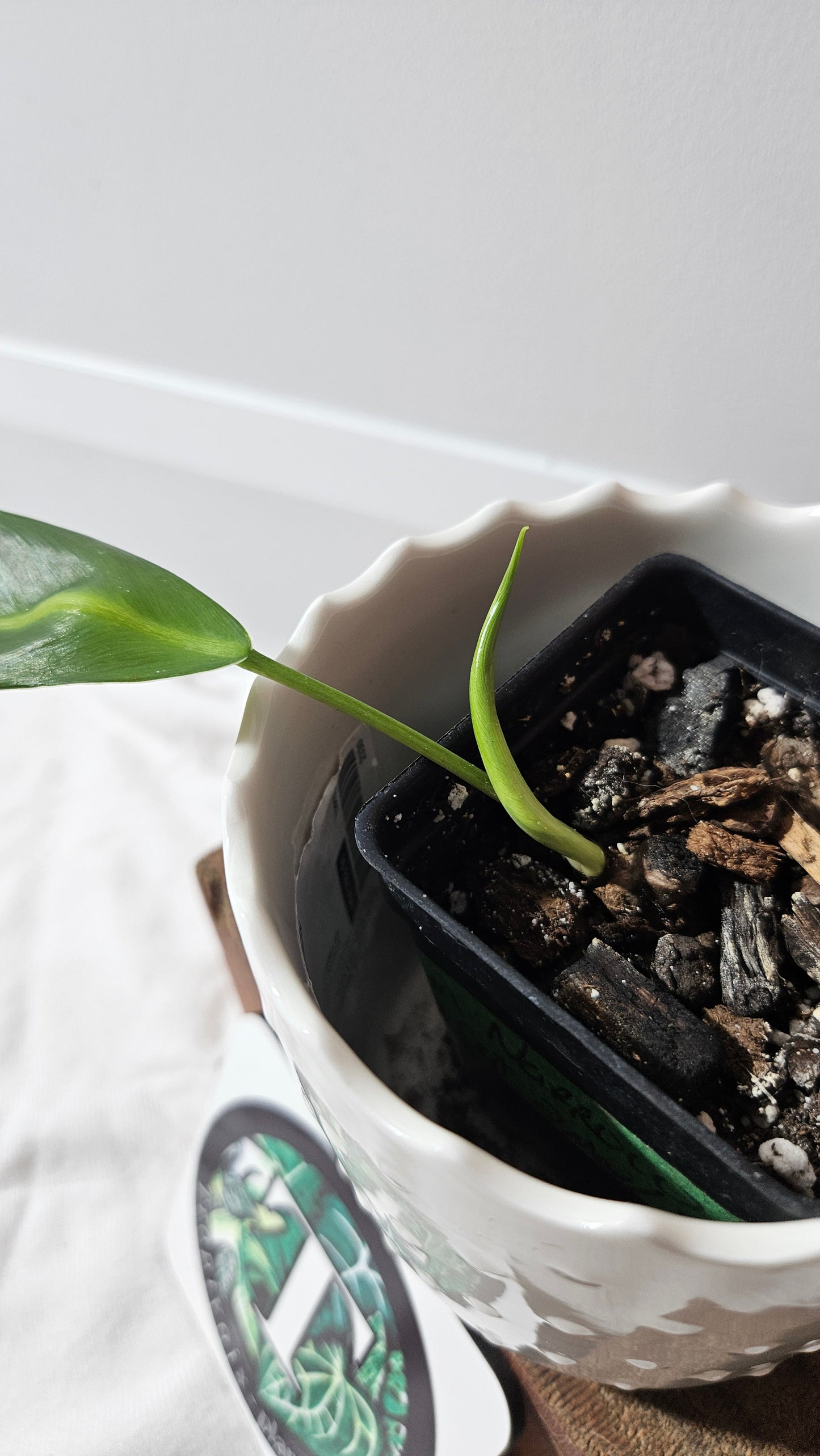 Philodendron Patriciae Narrow (PHI-921)
