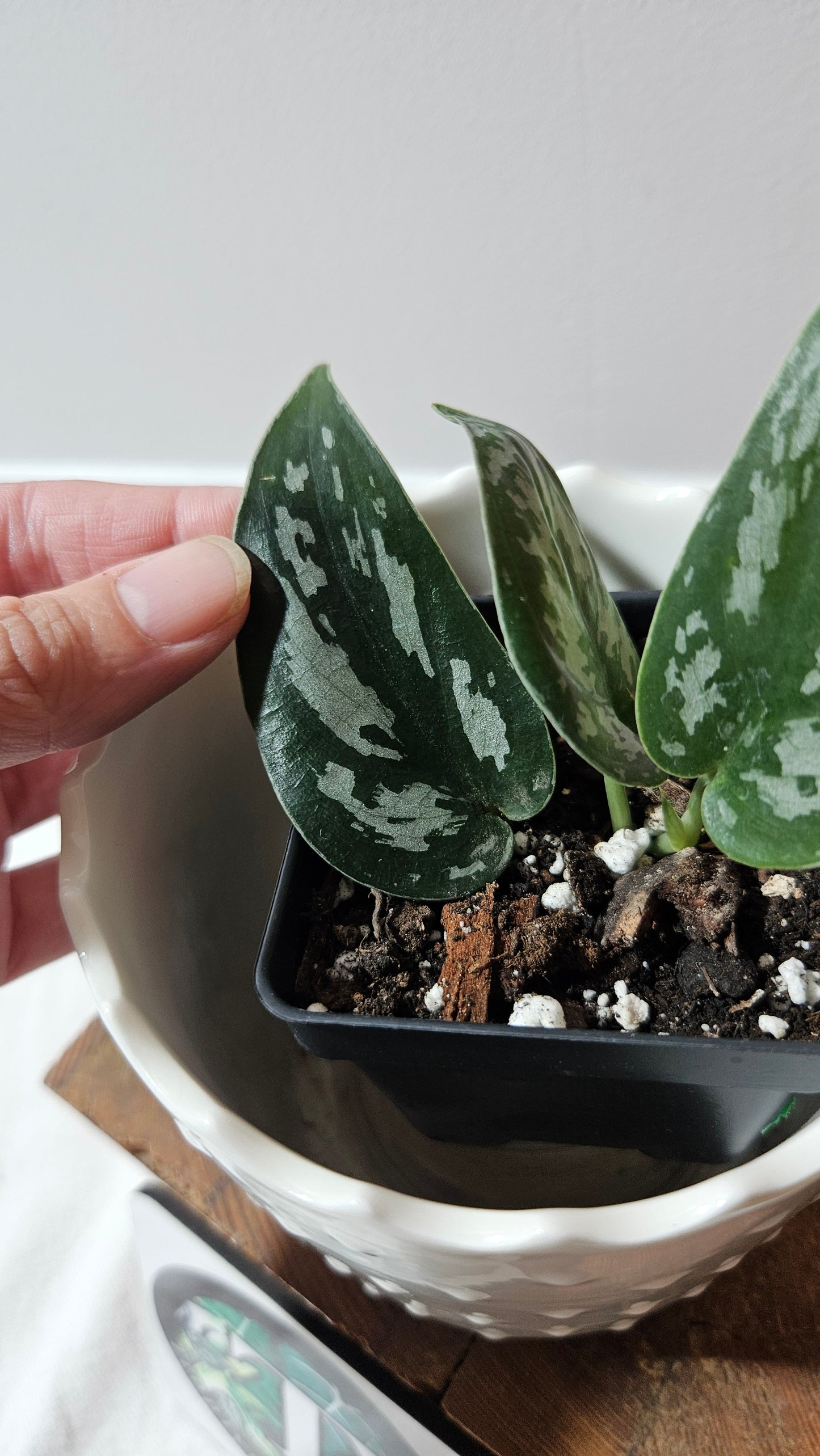 Scindapsus Black Exotica (SCI-1329)