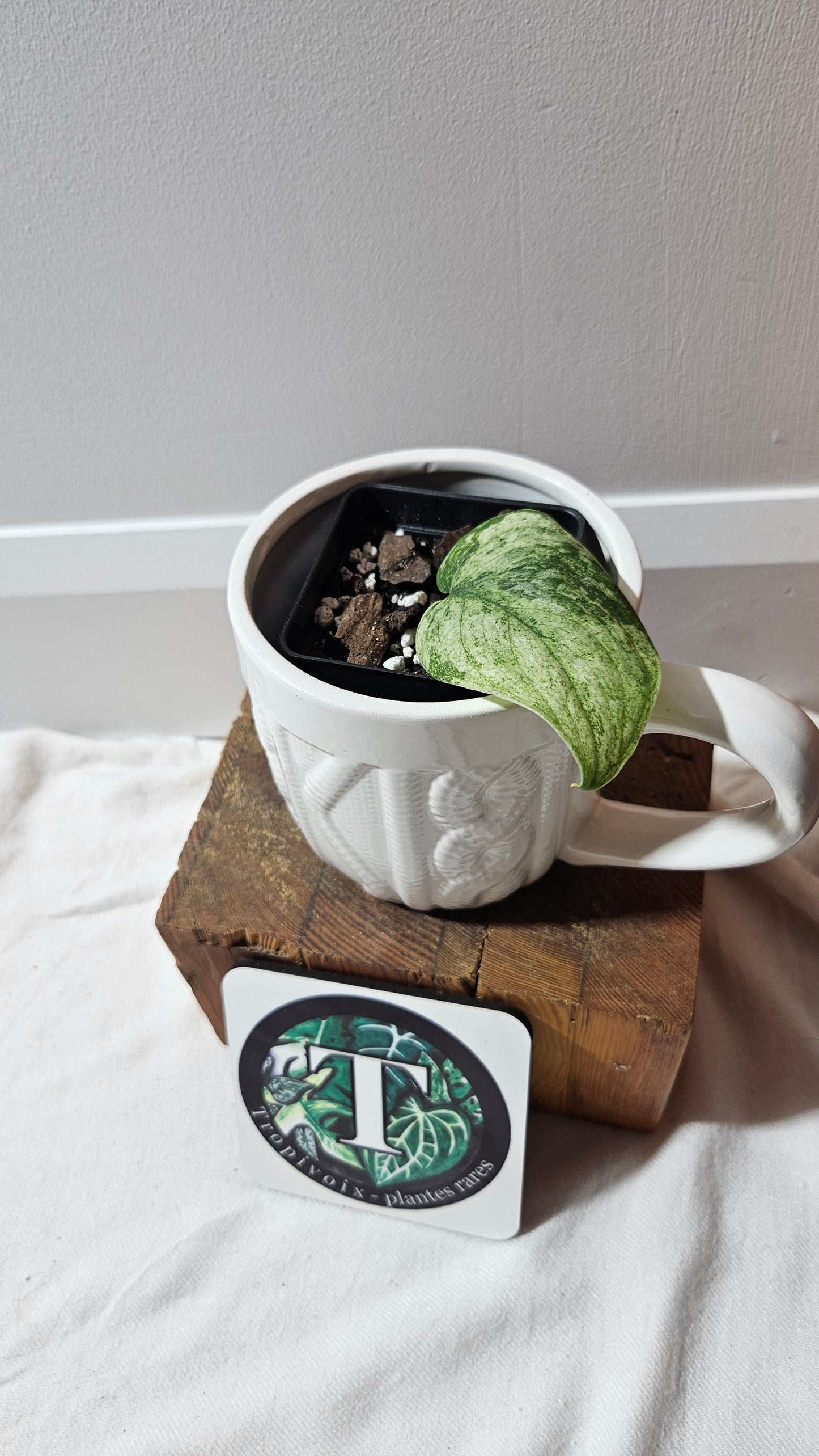 Scindapsus Silver Cloud variegata (SCI-1238)