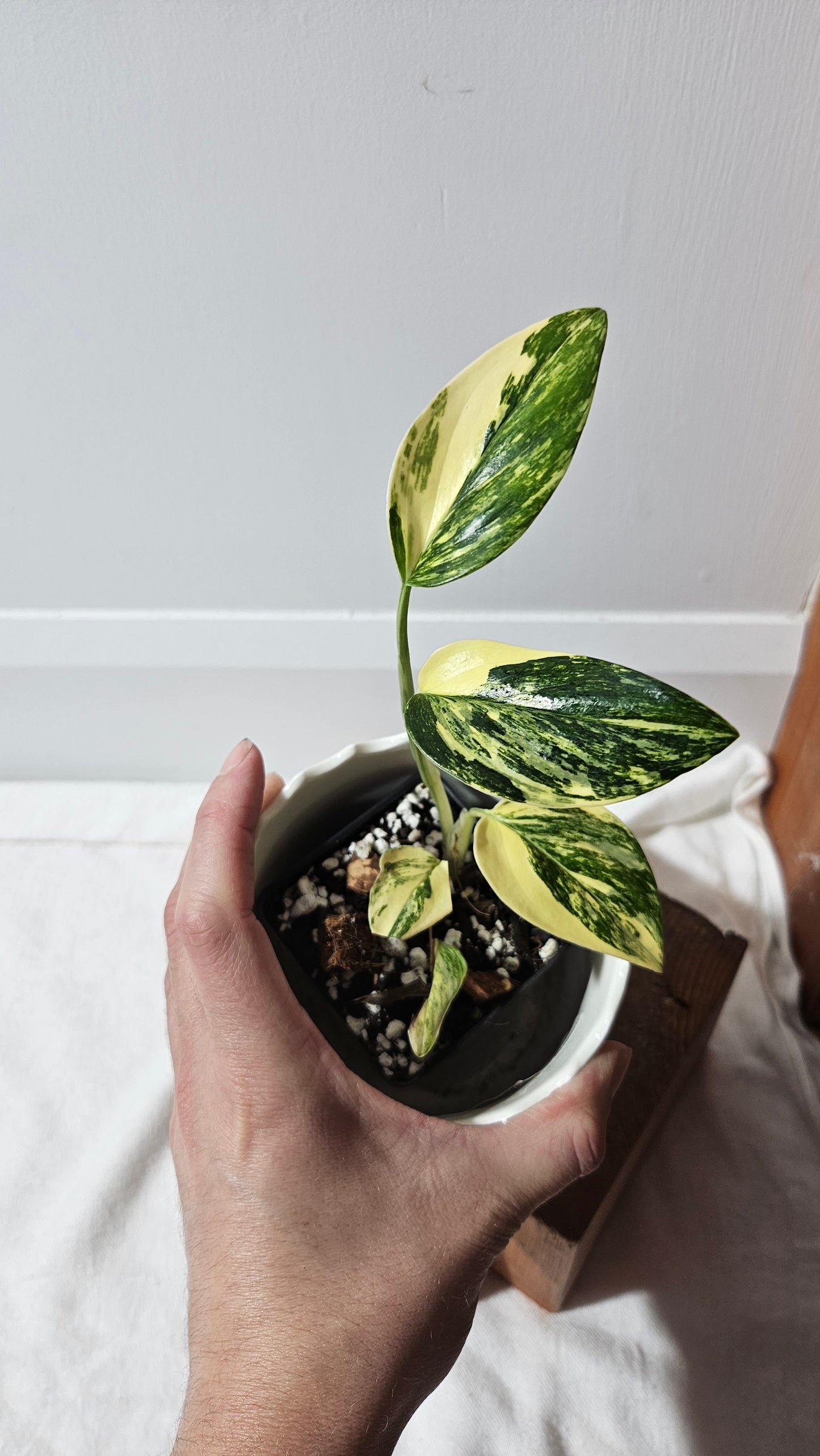 Monstera Standleyana Aurea (MON-411)