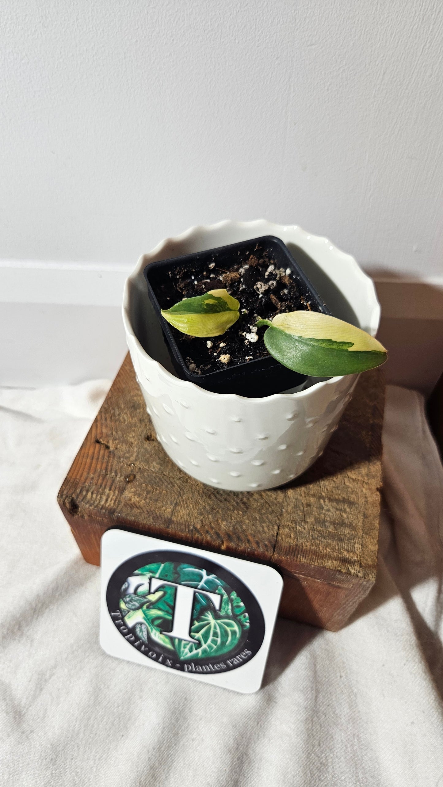 Philodendron Violin Variegata (PHI-732)
