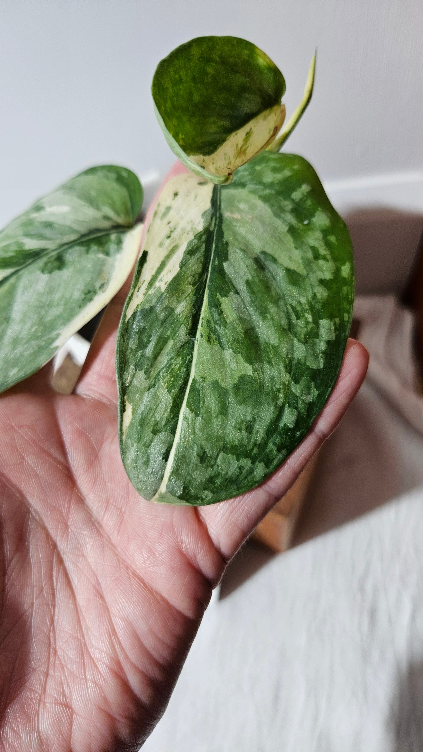 Scindapsus Salamount (SCI-993)