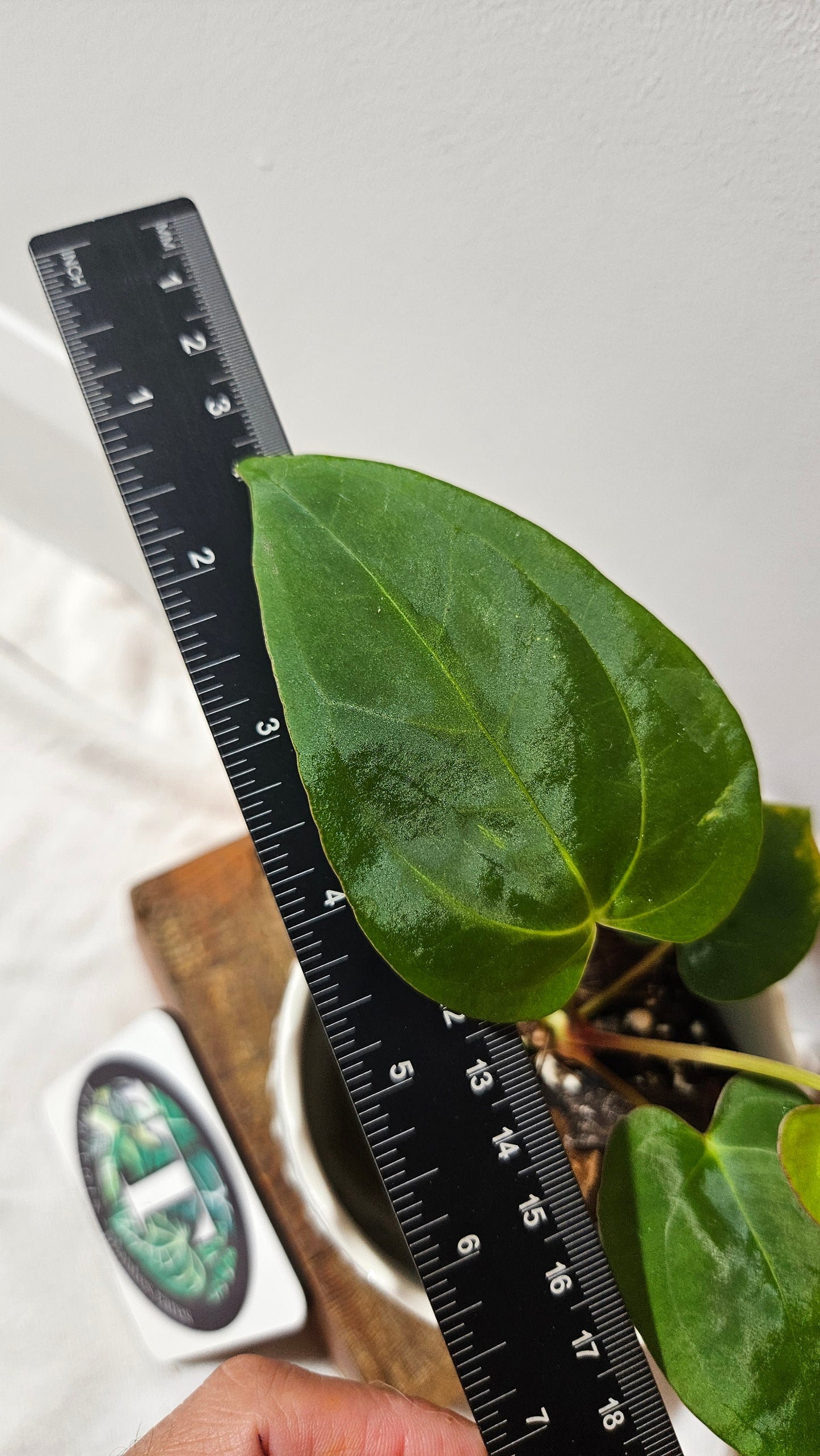 Anthurium Papillilaminum Legend X Dark Phoenix "format PETIT" (ANT-511)