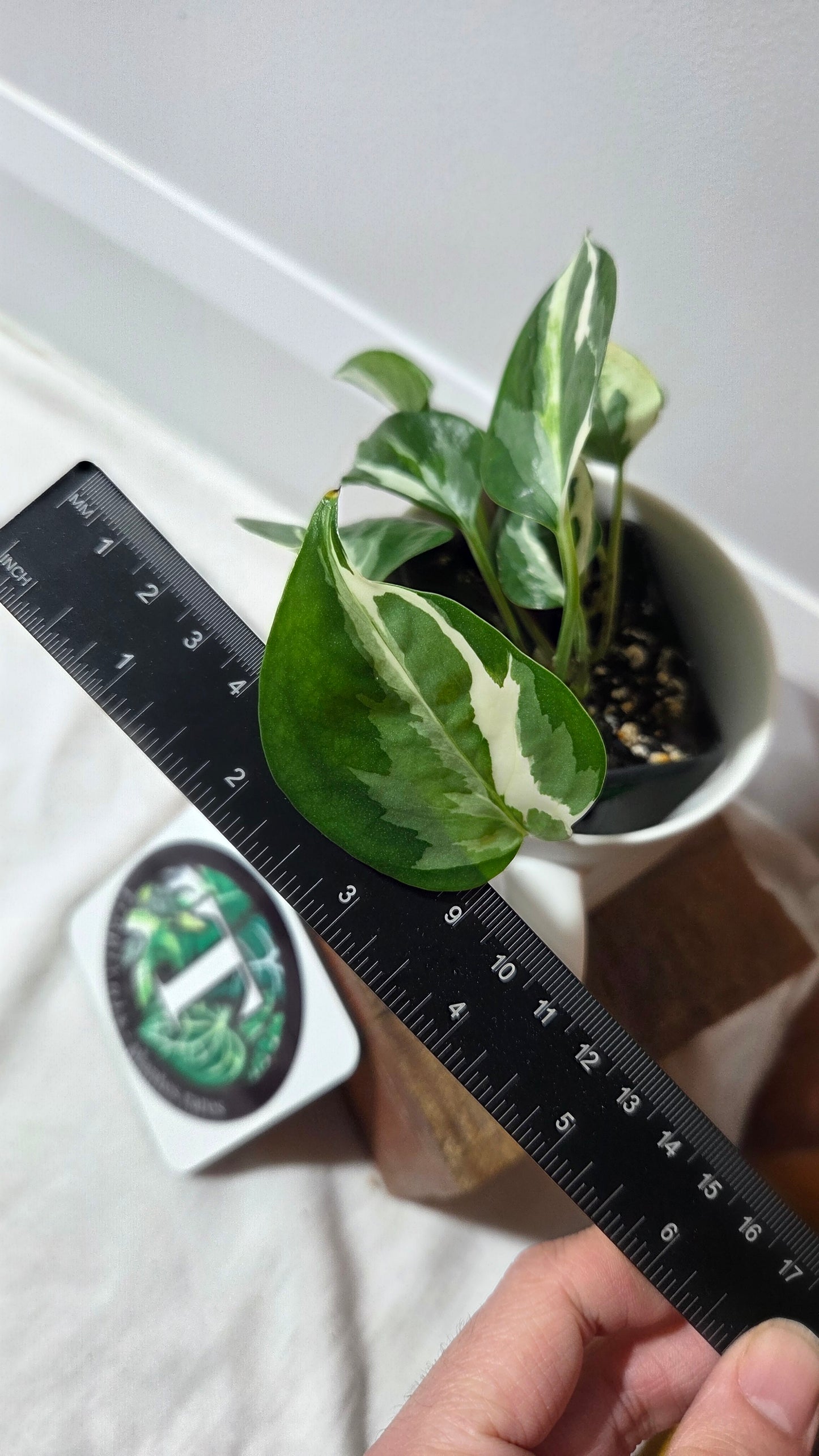 Epipremnum Aureum Glacier (EPI-229)