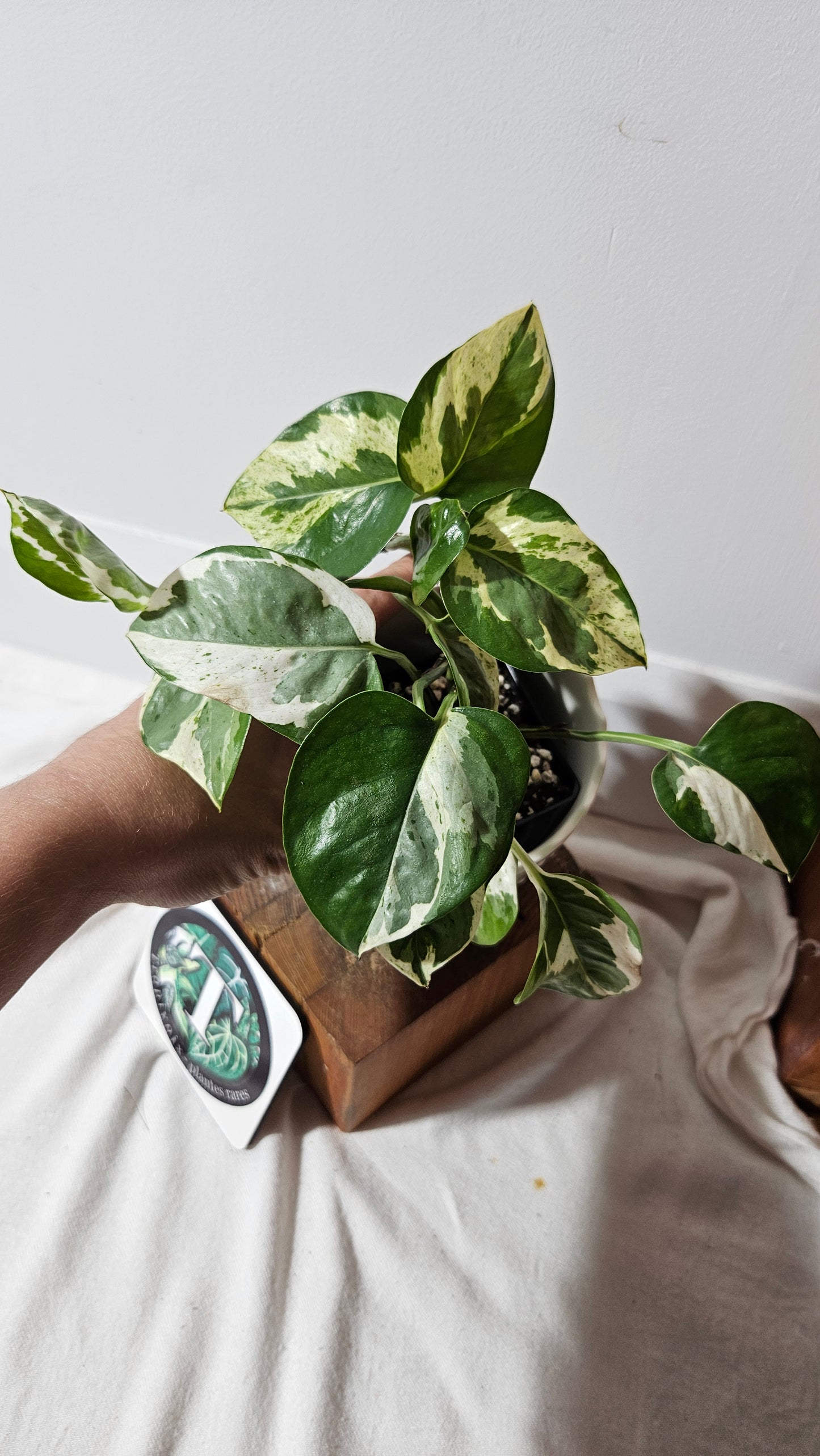 Epipremnum Aureum Pearl&Jade (EPI-186)