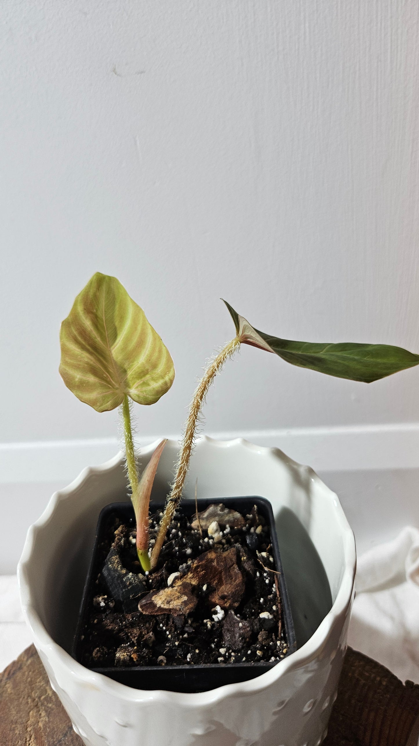 Philodendron Verrucosum Titanium (PHI-808)