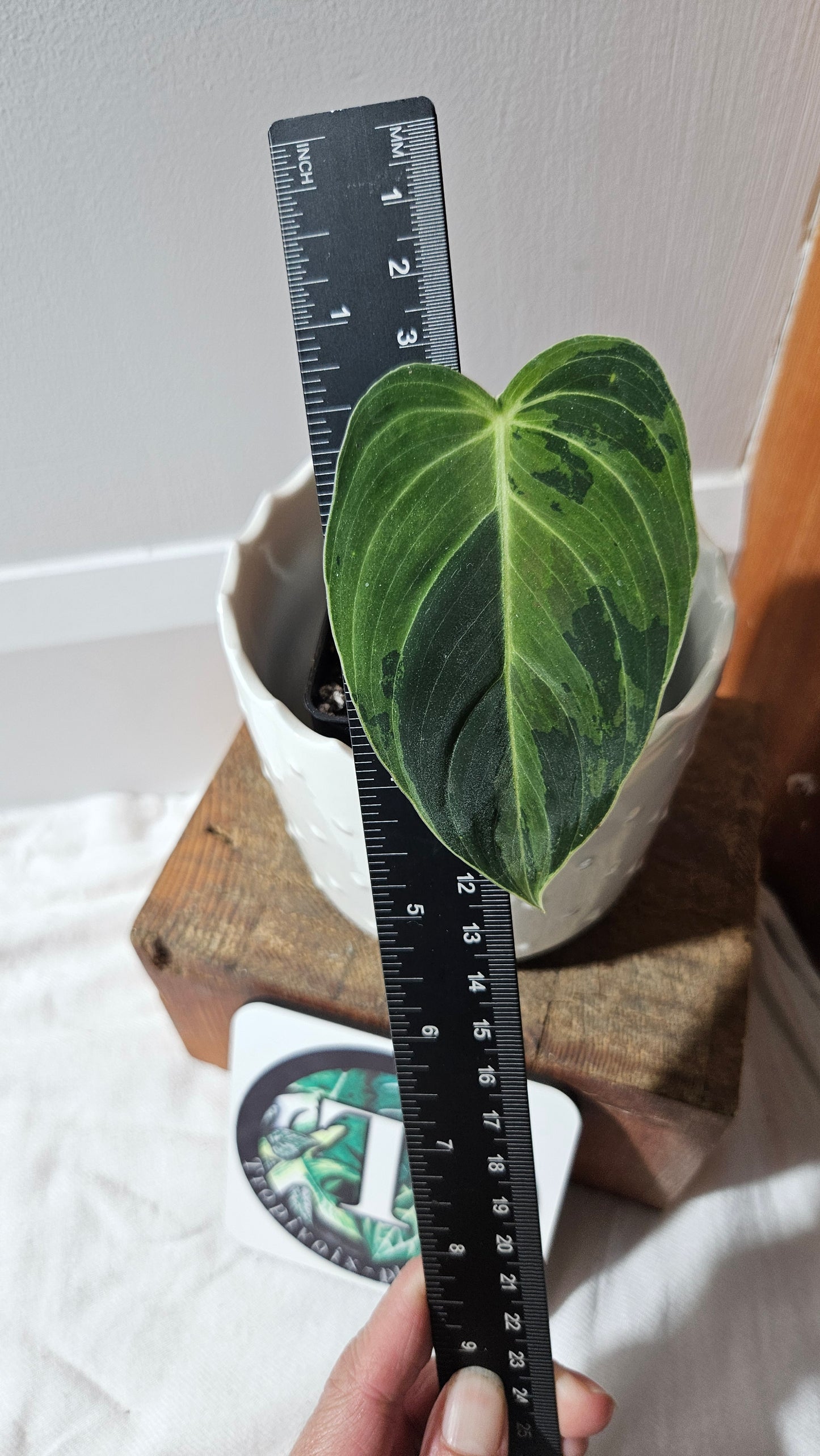 Philodendron Melanochrysum Variegata (PHI-870)