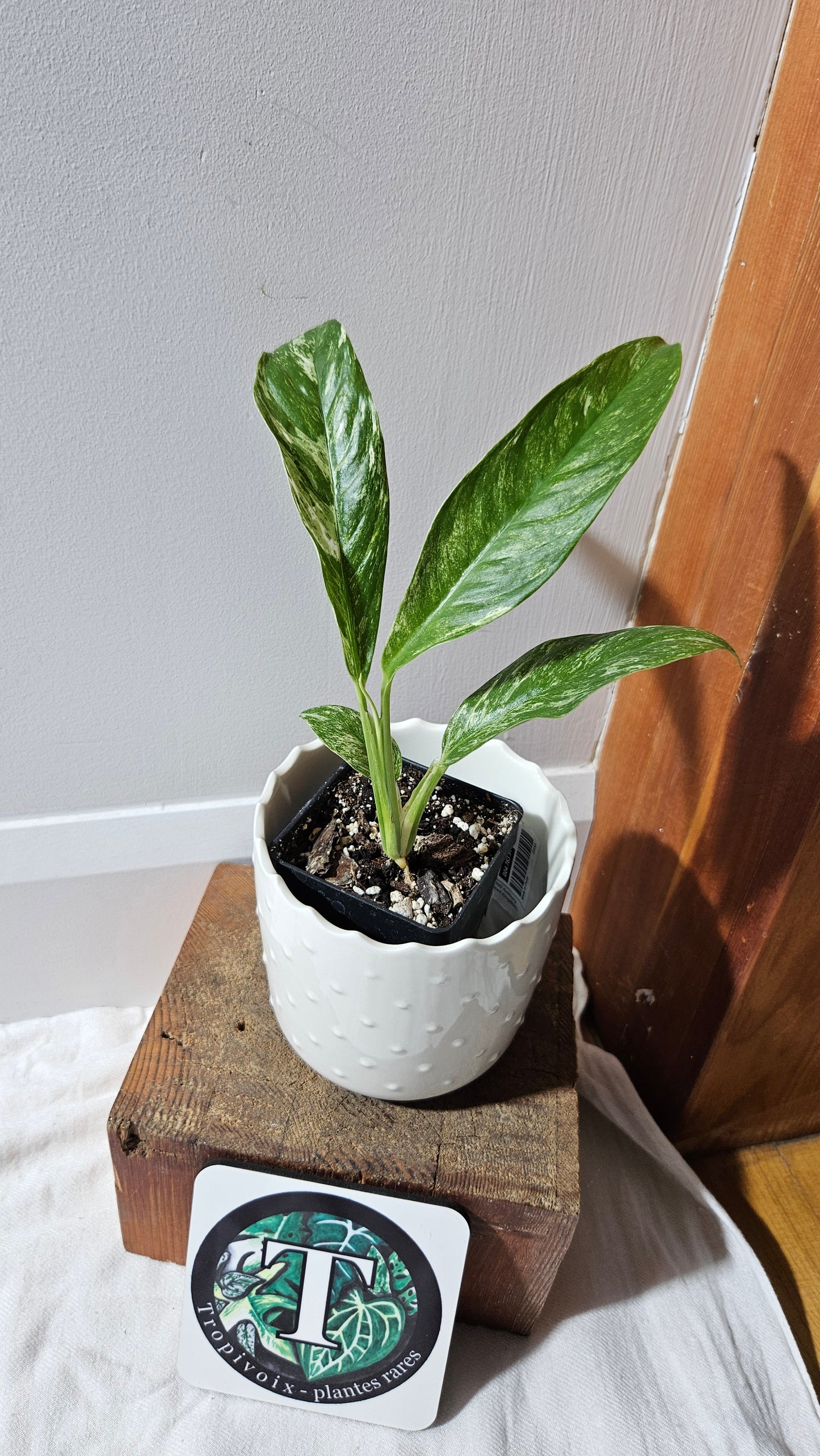 Rhaphidophora Megasperma Variegata (AUT-073)