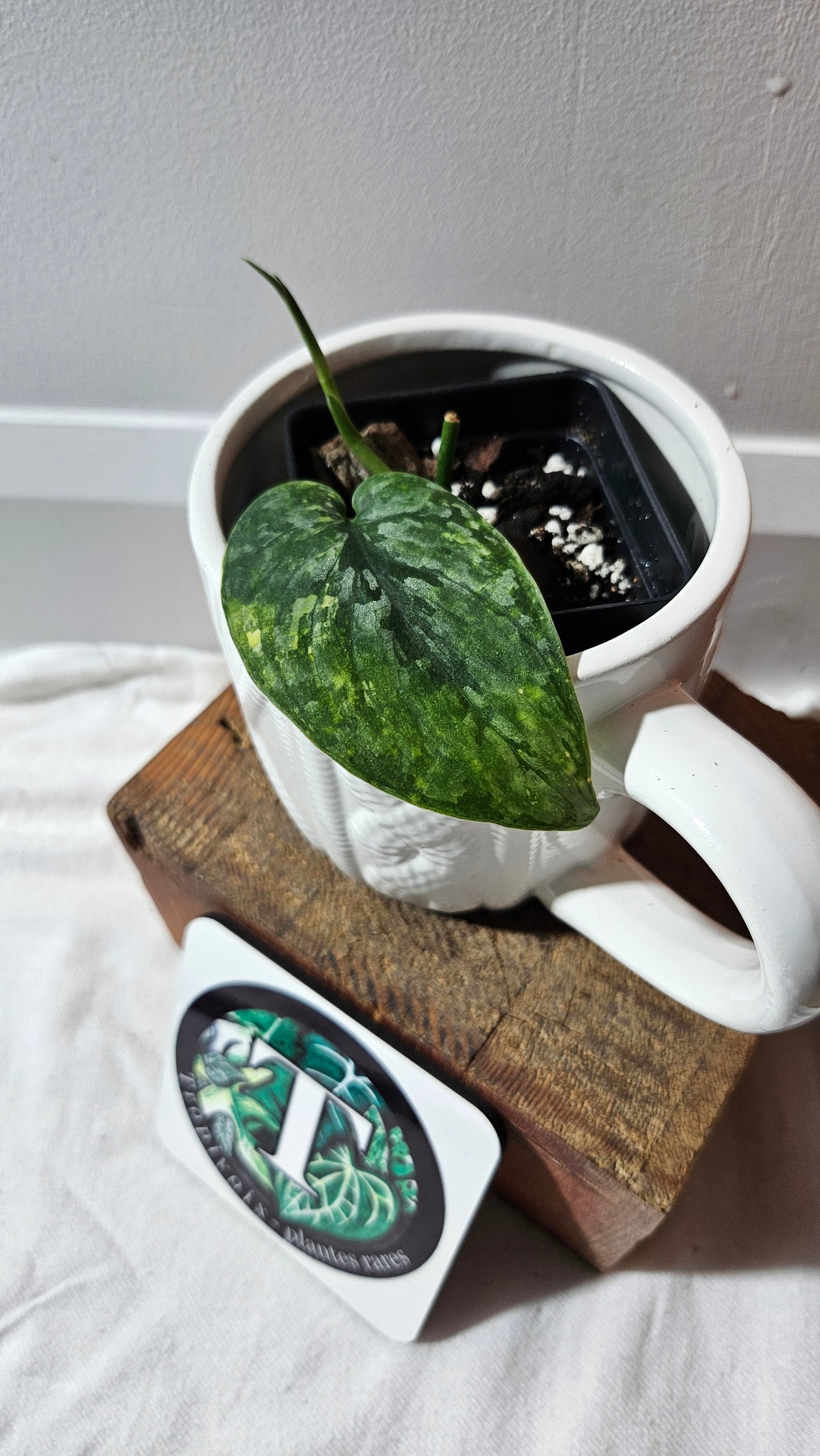 Scindapsus Léopard Variegata (SCI-1137)