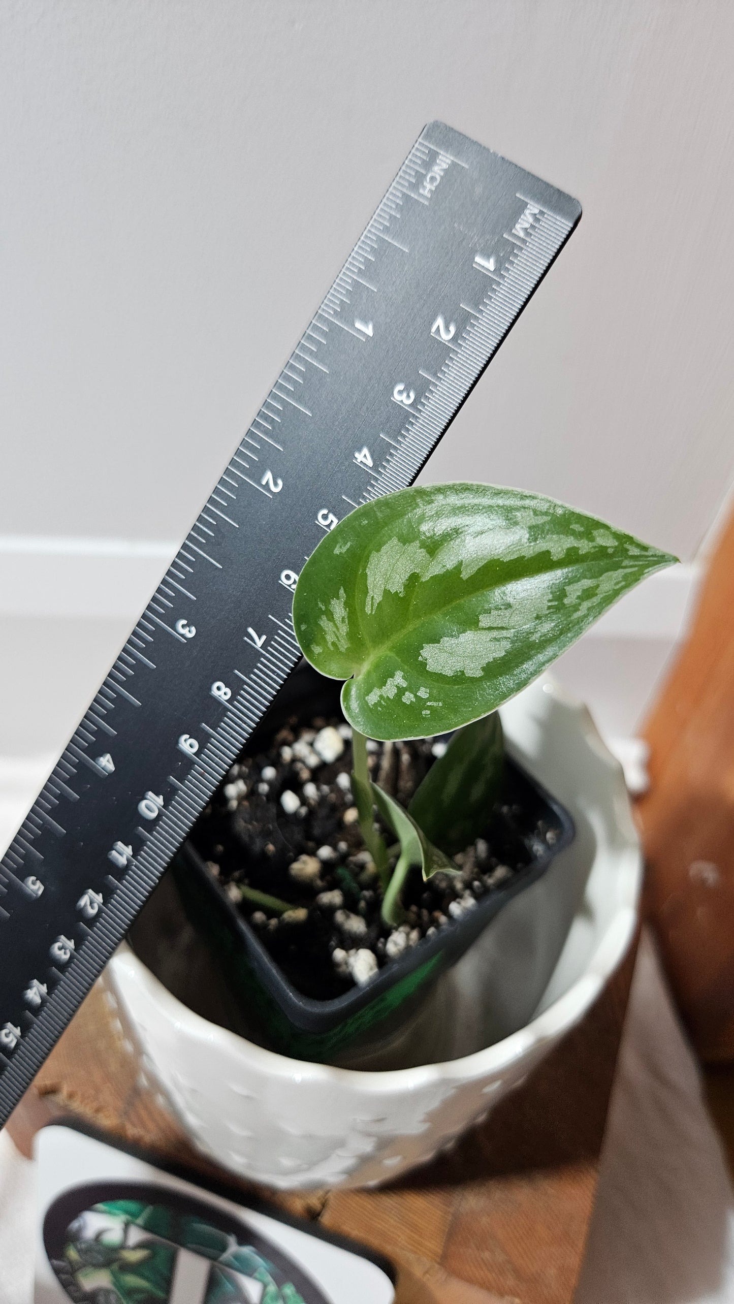 Scindapsus Black Exotica (SCI-1331)