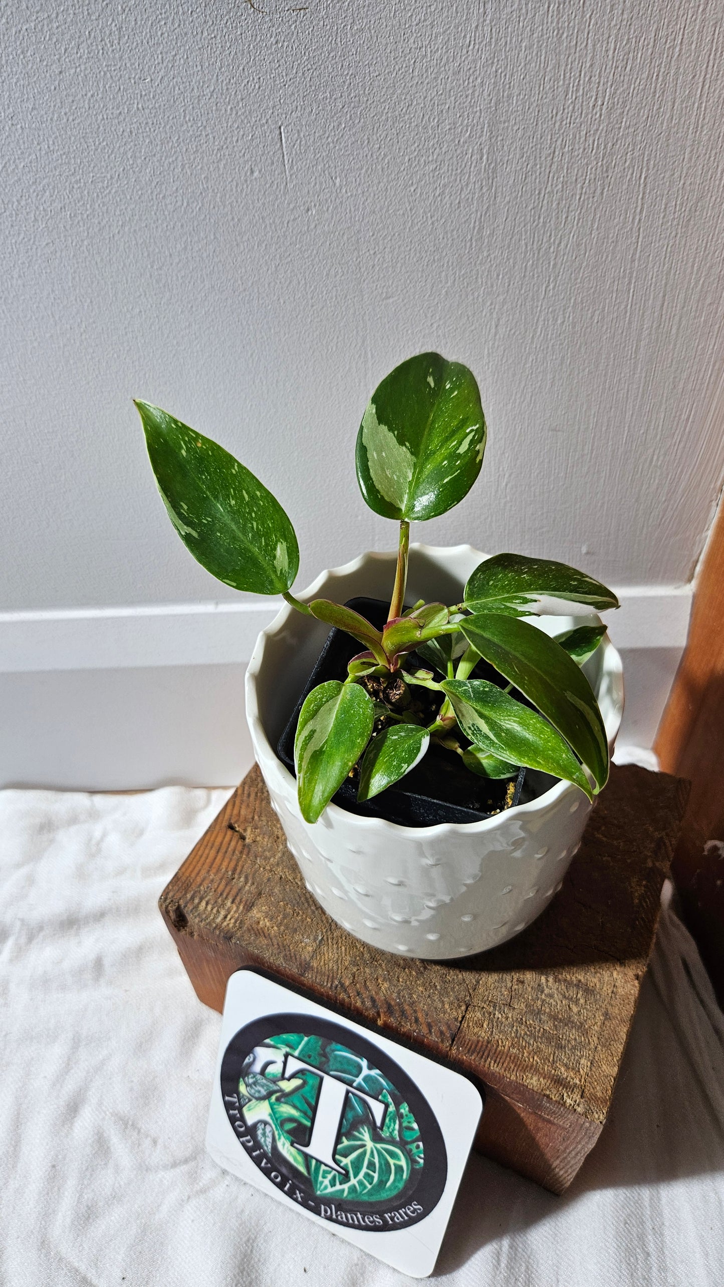 Philodendron White Princess (PHI-883)