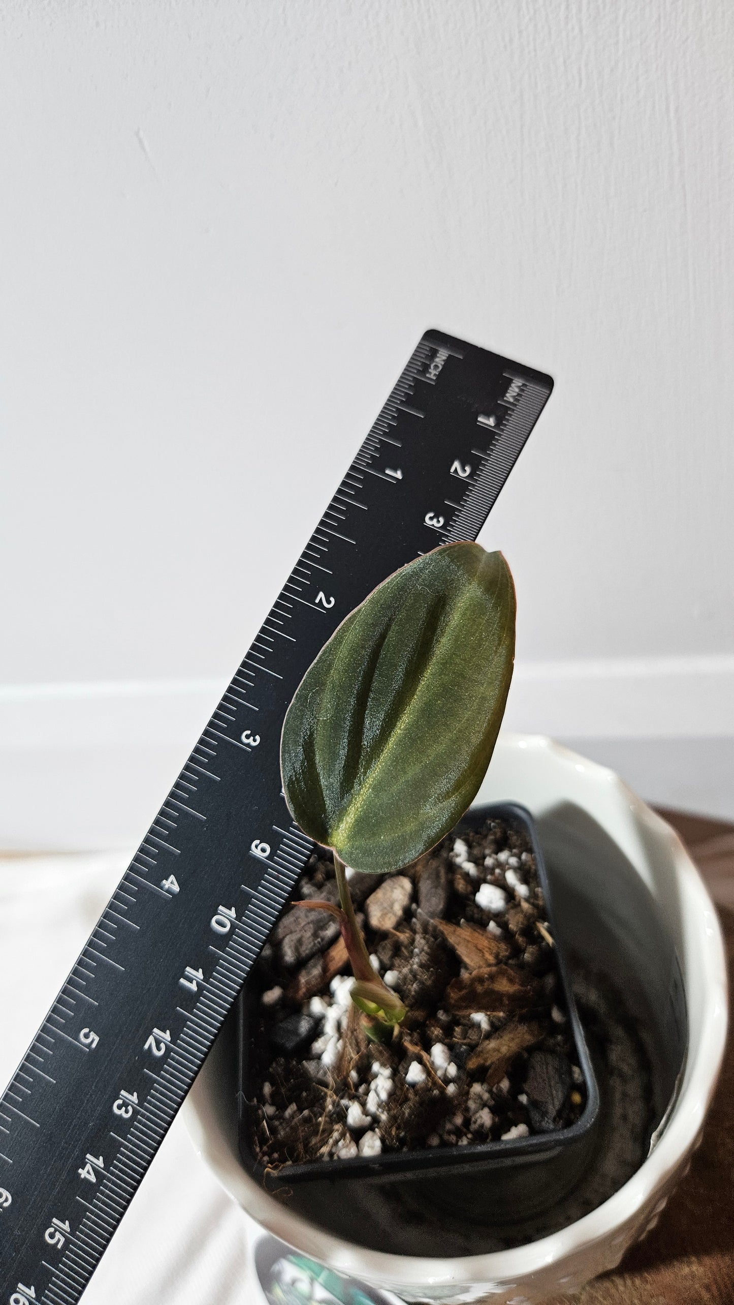 Philodendron Glorious (PHI-834)