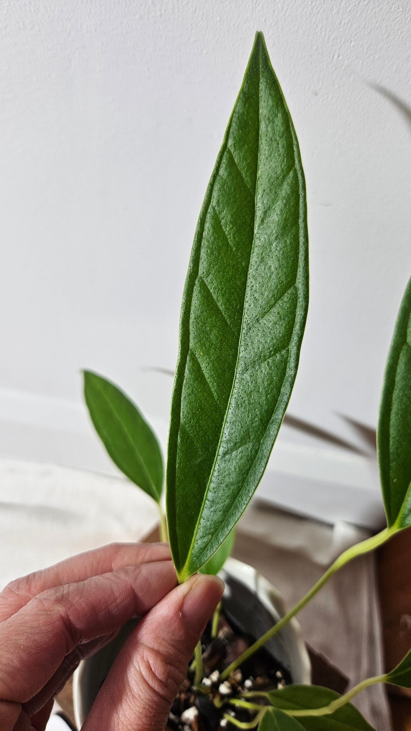 Anthurium Macphersonii "format MOYEN" (ANT-408)
