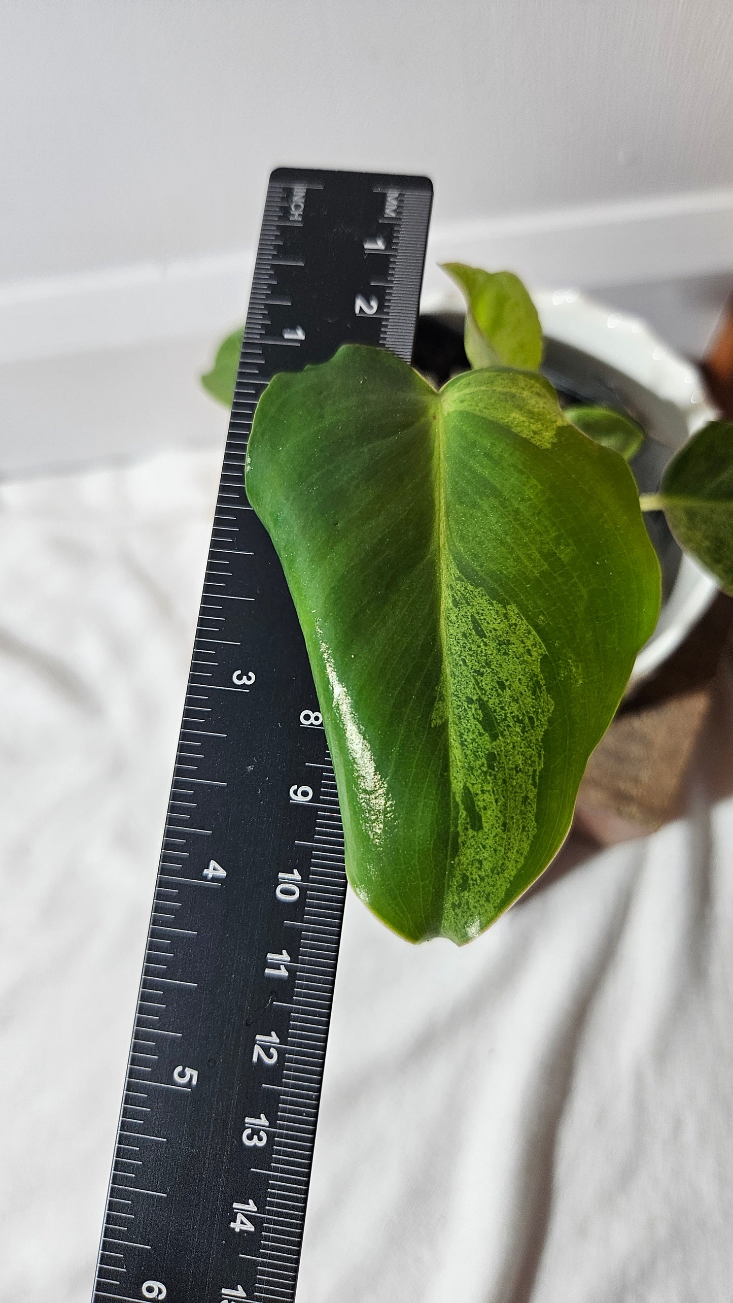 Philodendron BurleMarx Variegata X Paraiso Verde (PHI-791)