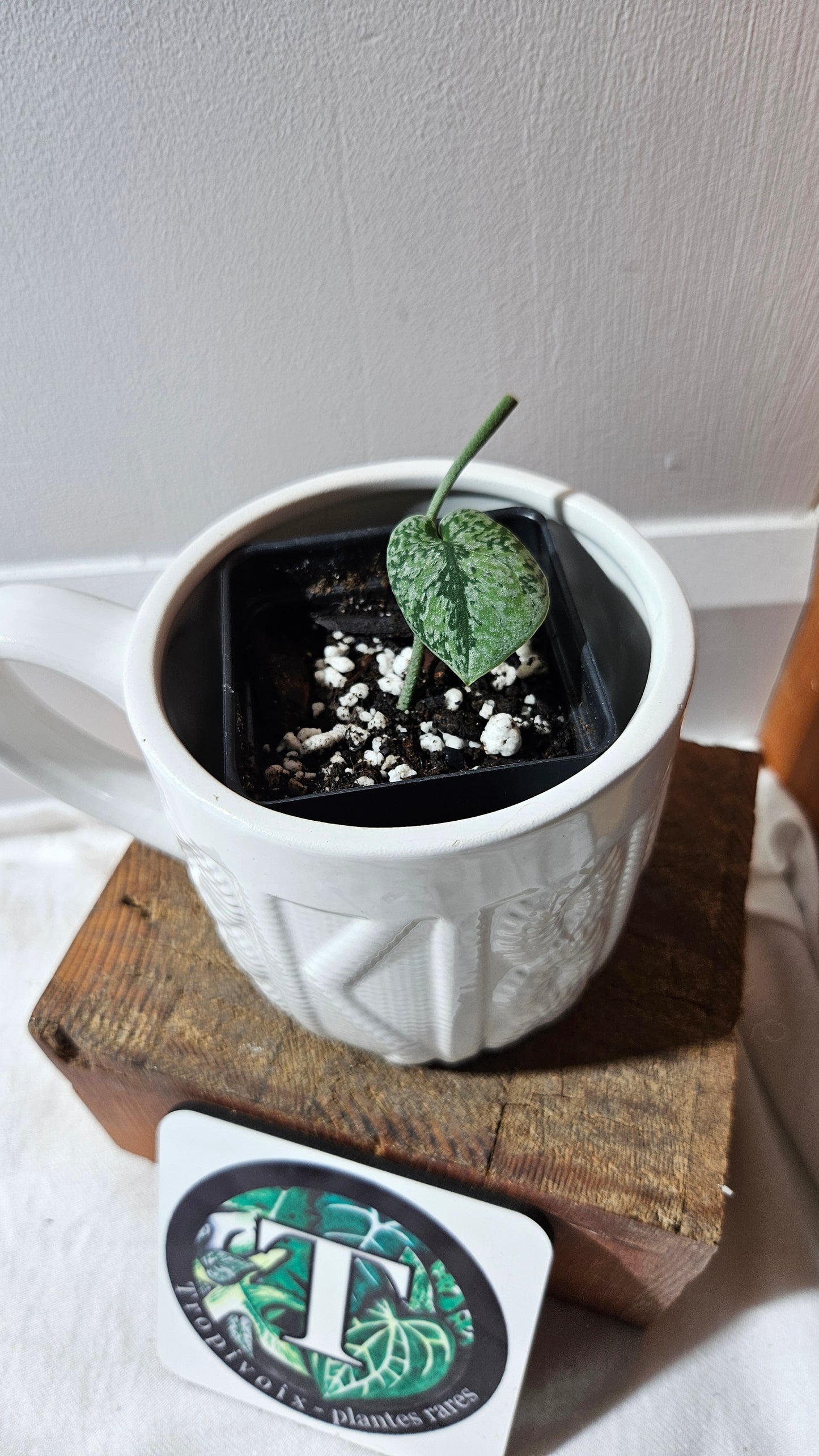 Scindapsus Tricolore silver Platinum (SCI-1119)