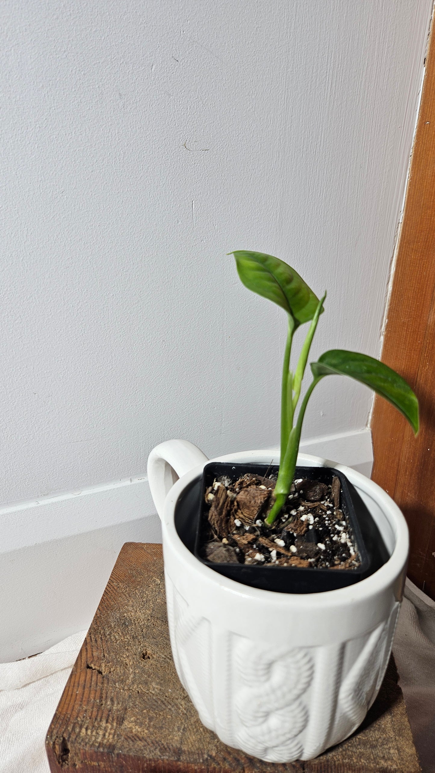 Monstera Obliqua Aff Limon (MON-269)