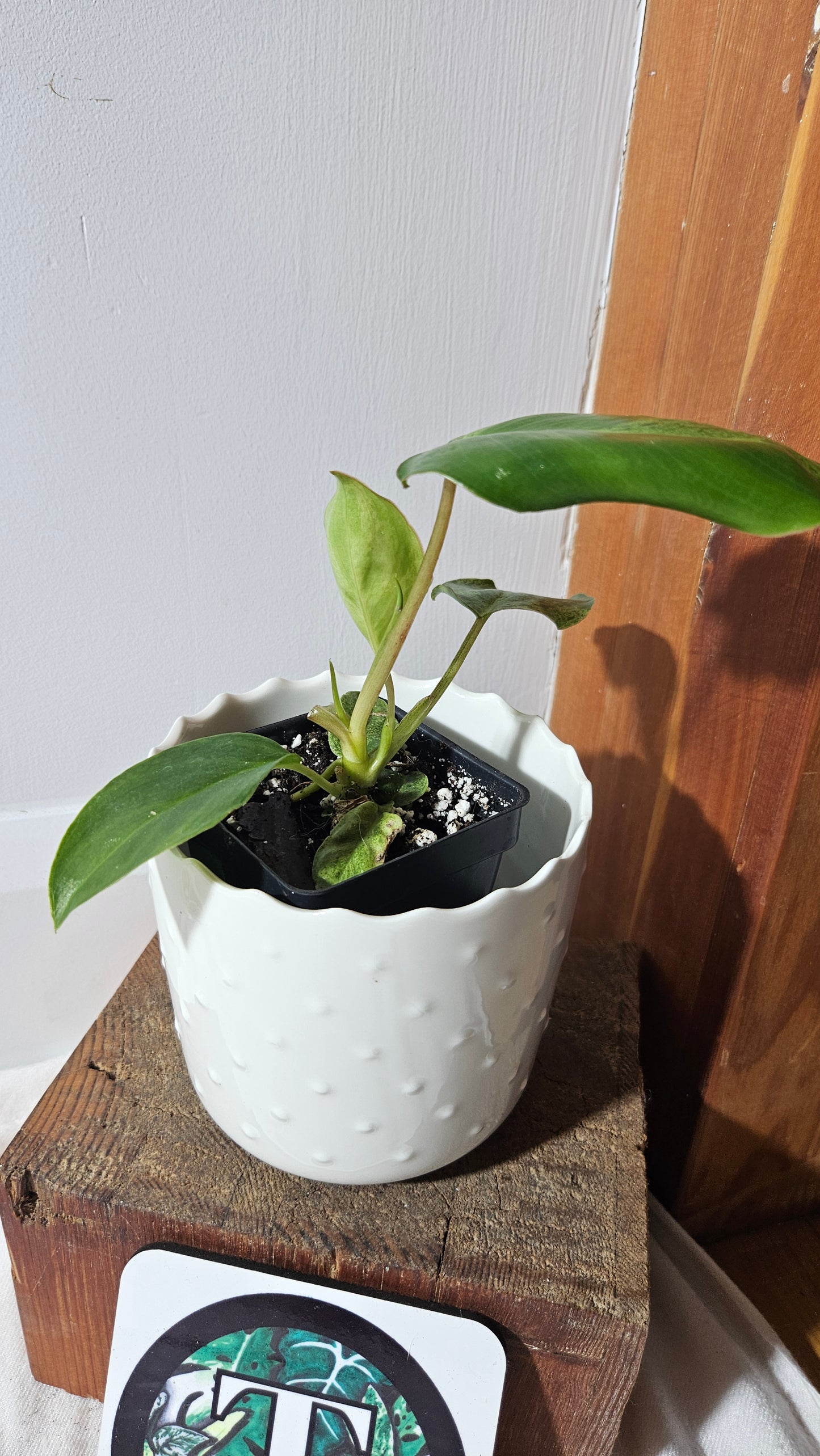 Philodendron BurleMarx Variegata X Paraiso Verde (PHI-791)