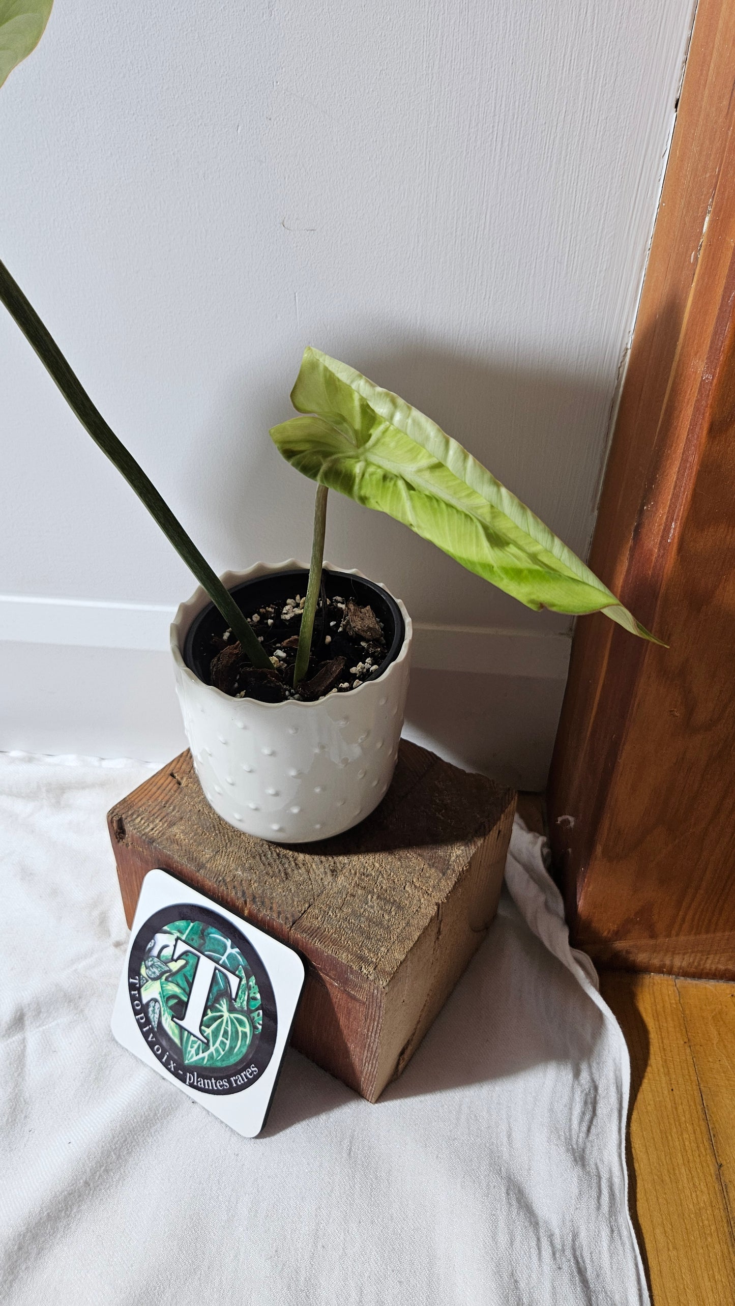 Philodendron Gloriosum (PHI-924)