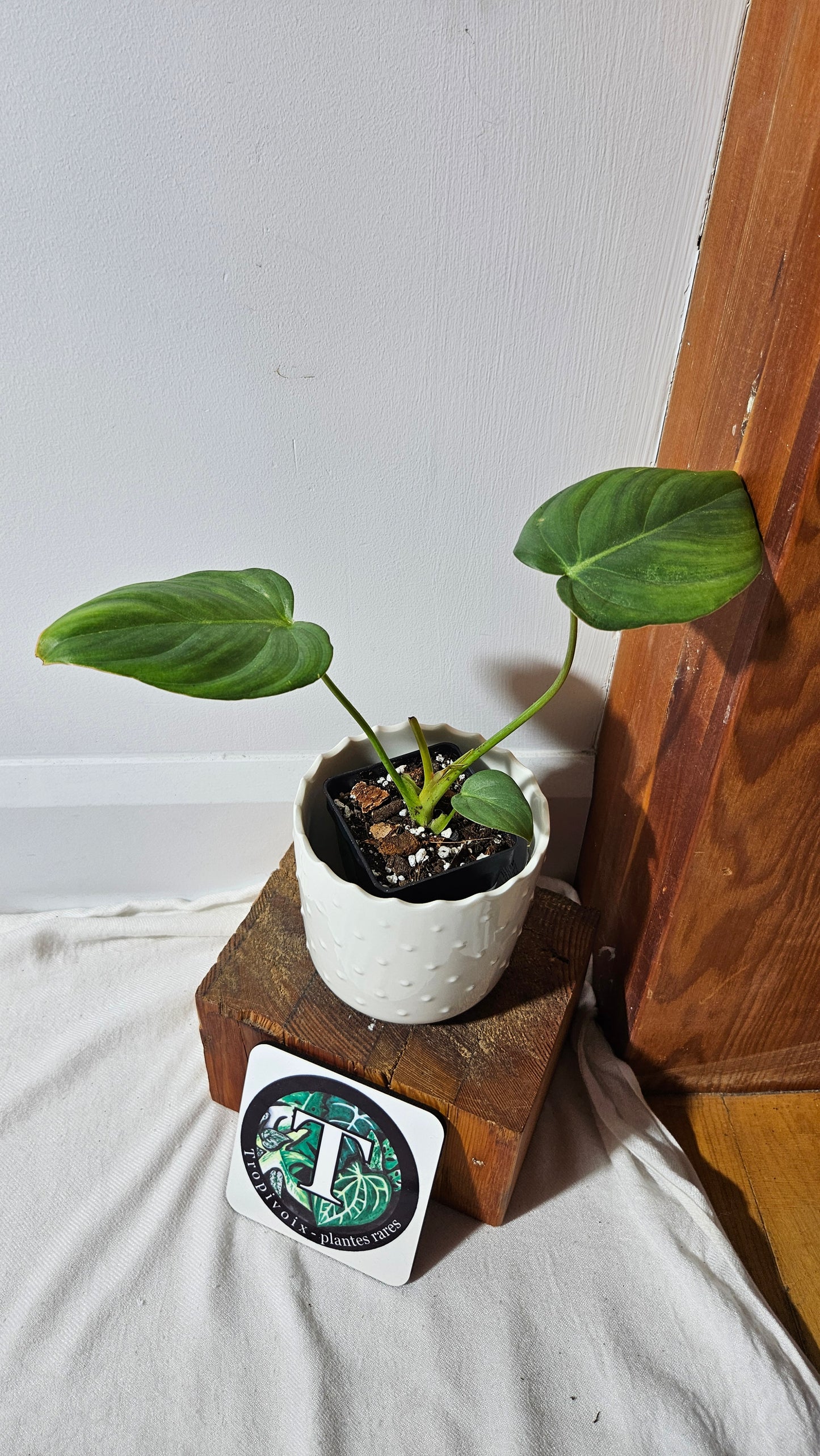 Philodendron Pastazanum (PHI-825)