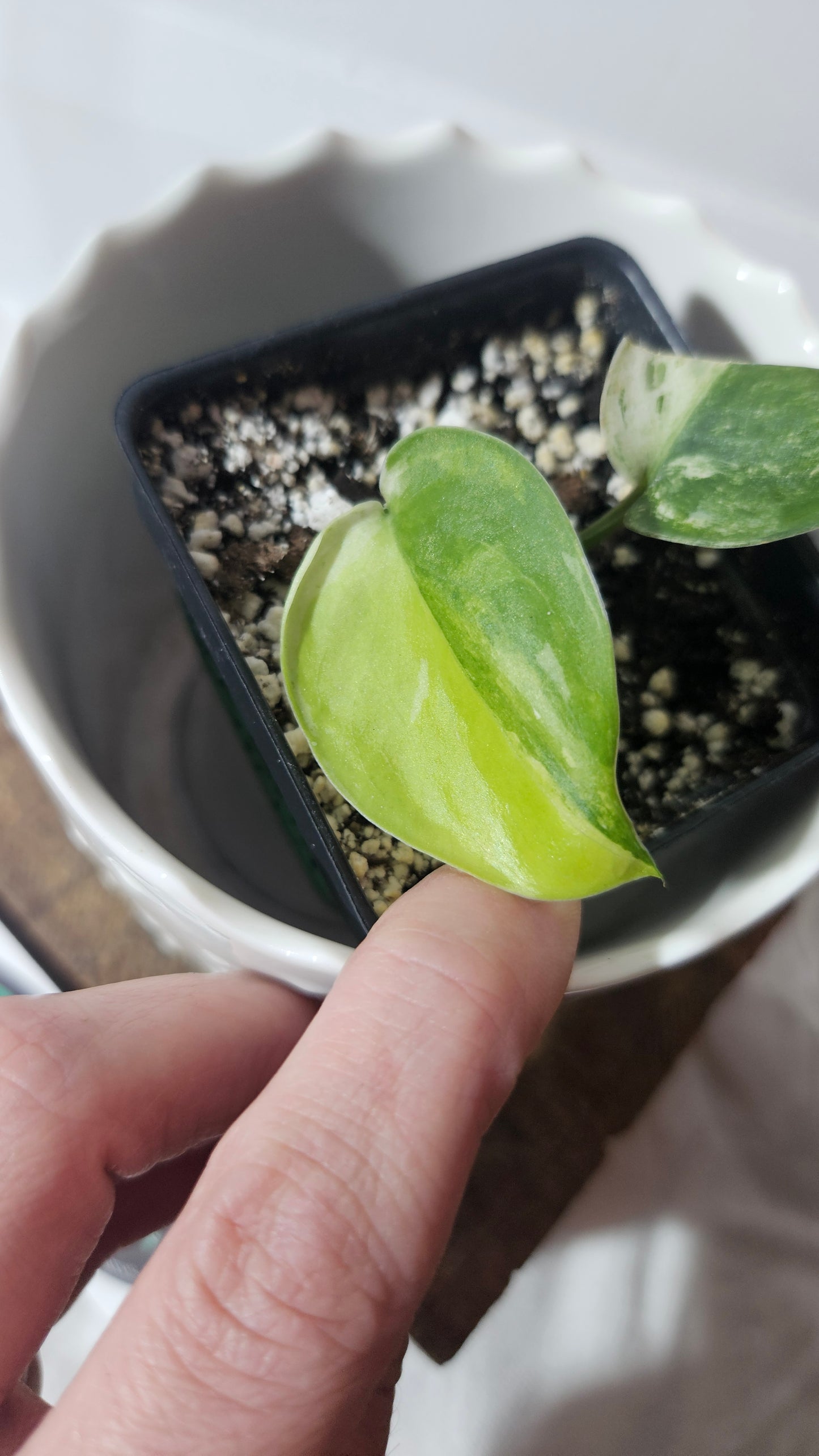 Scindapsus Silver Satin Tricolor (SCI-830)