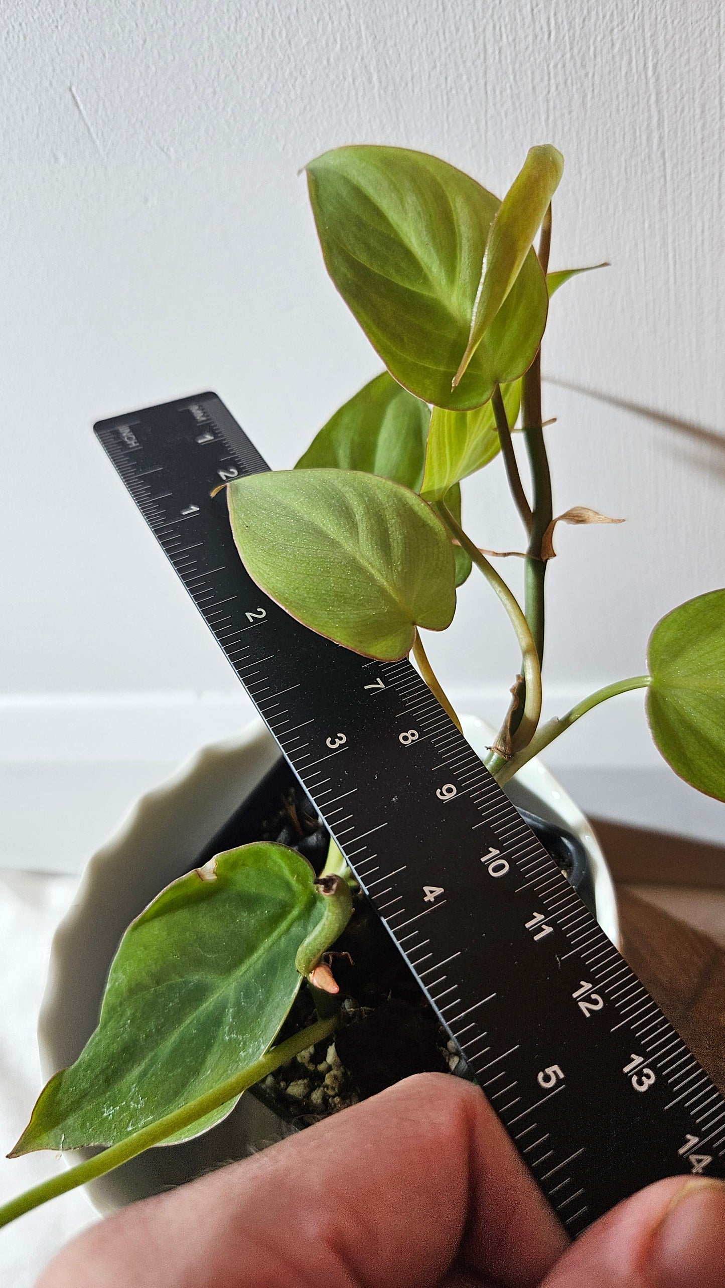 Philodendron Camposportoanum (PHI-781)