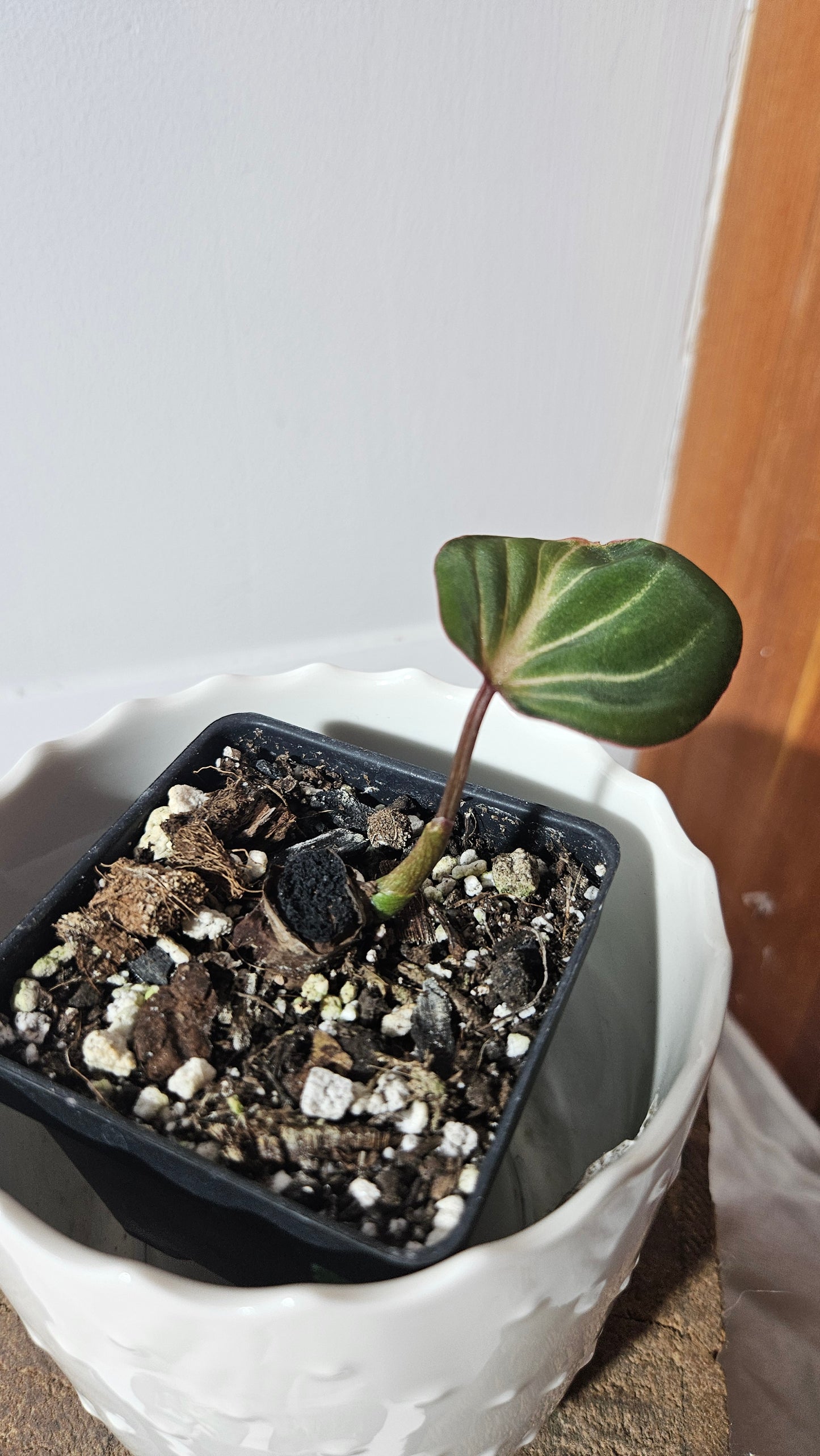 Philodendron Gloriosum Dark (PHI-797)