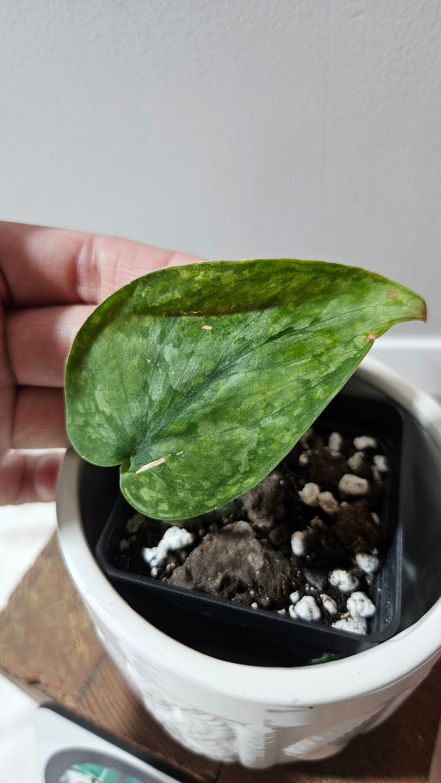 Scindapsus Léopard Variegata (SCI-1194)