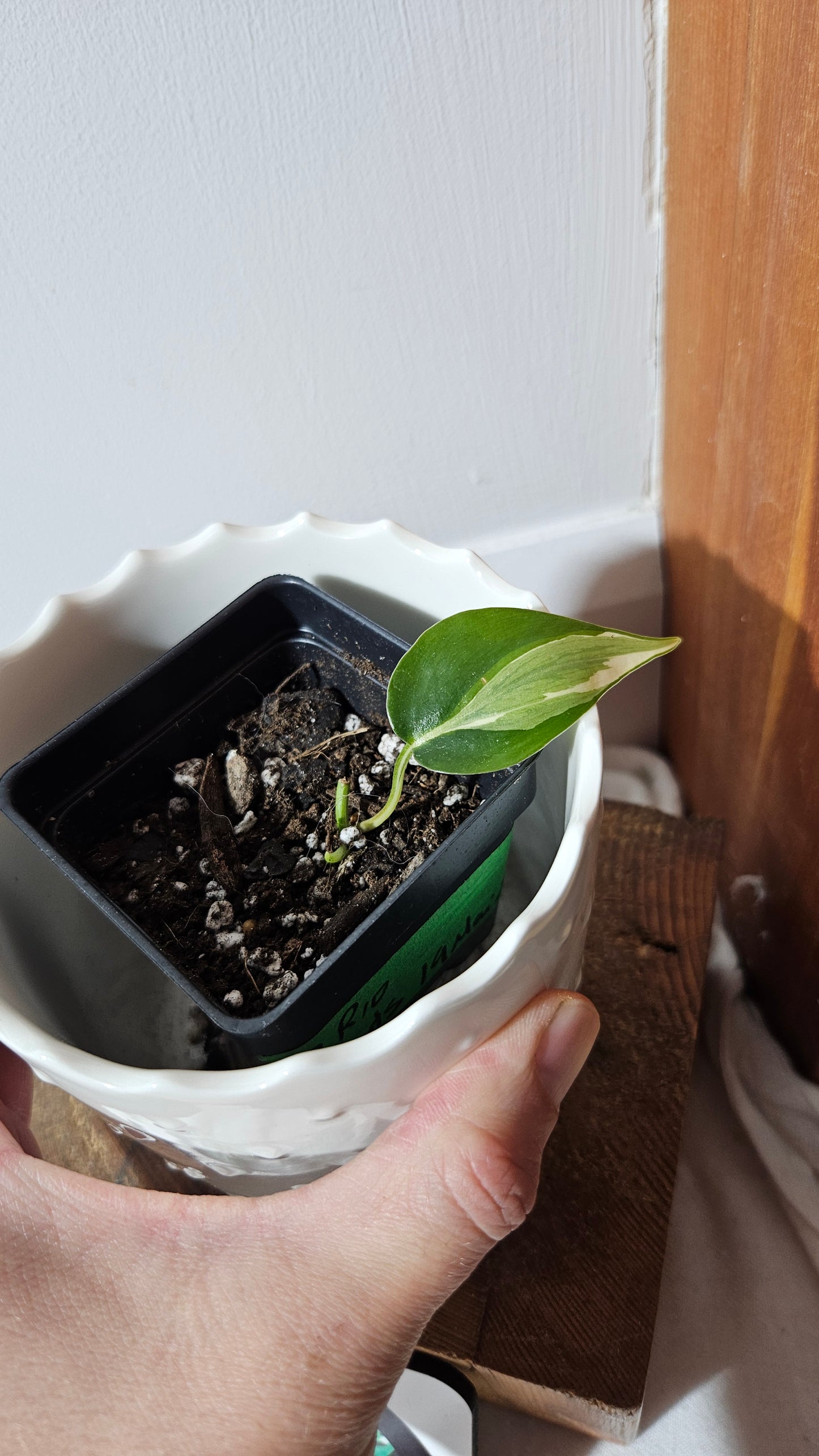 Philodendron Hederaceum Rio (PHI-821)