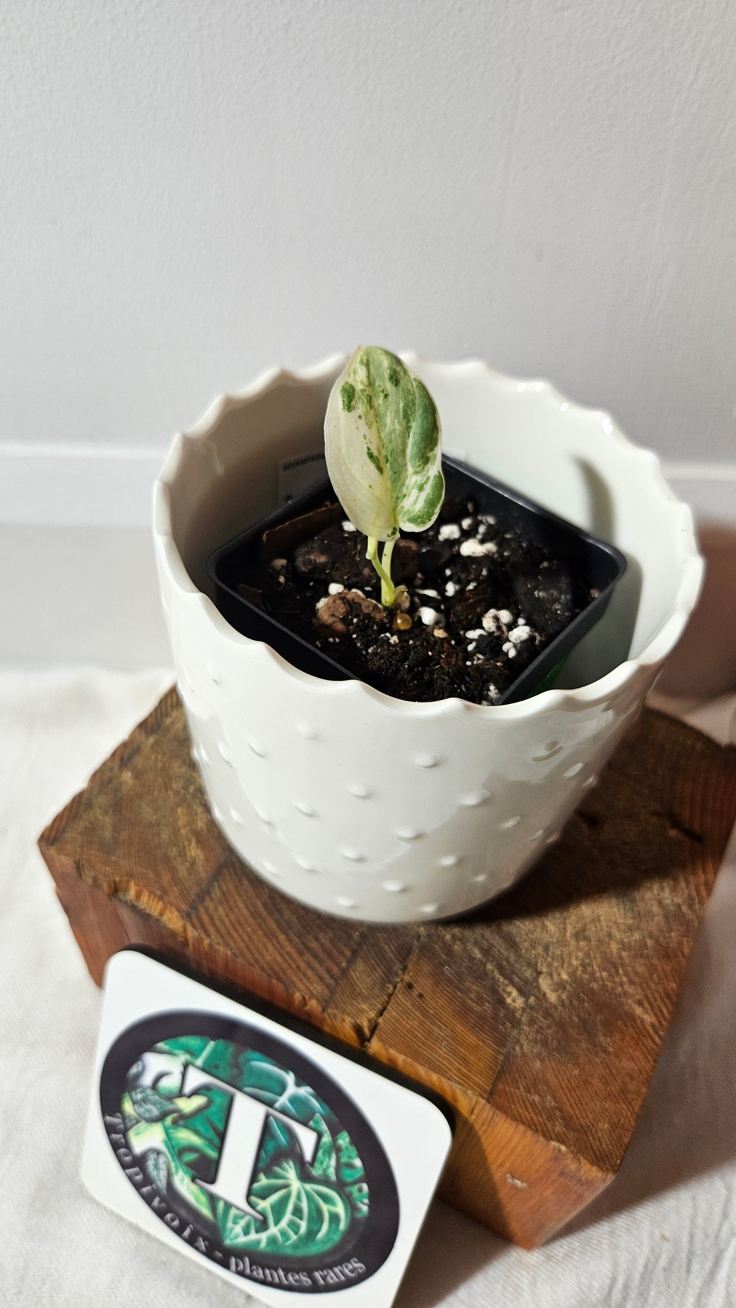 Scindapsus Jade Satin Marble (SCI-1003)