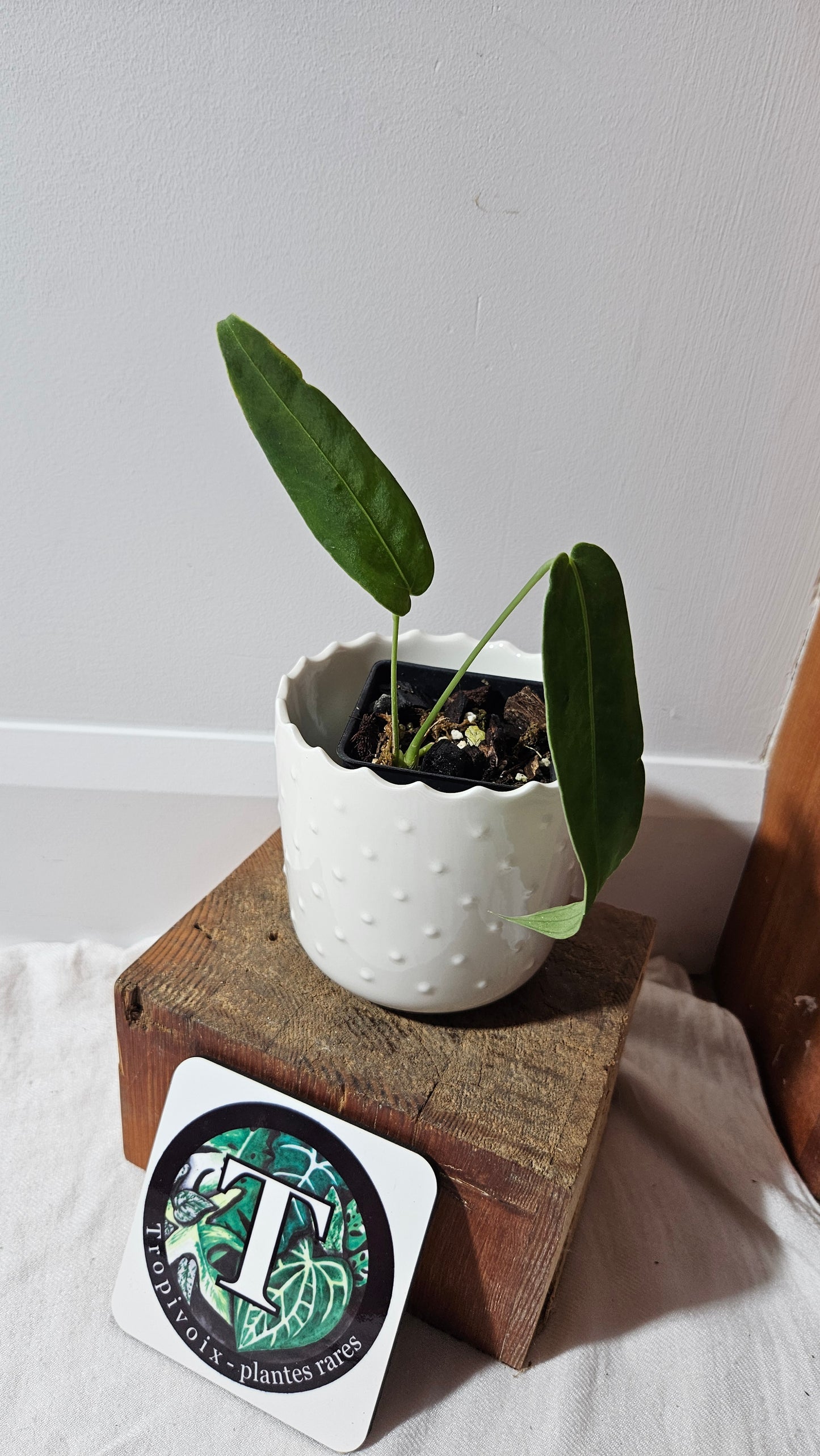 Anthurium Cirinoi X Warocqueanum "format PETIT" (ANT-486)