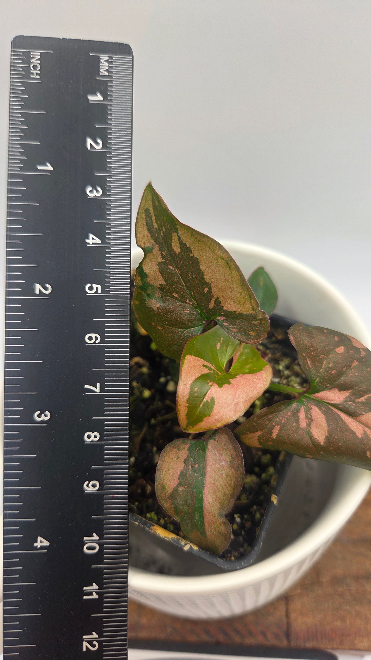 Syngonium Pink Splash (SYN-284)