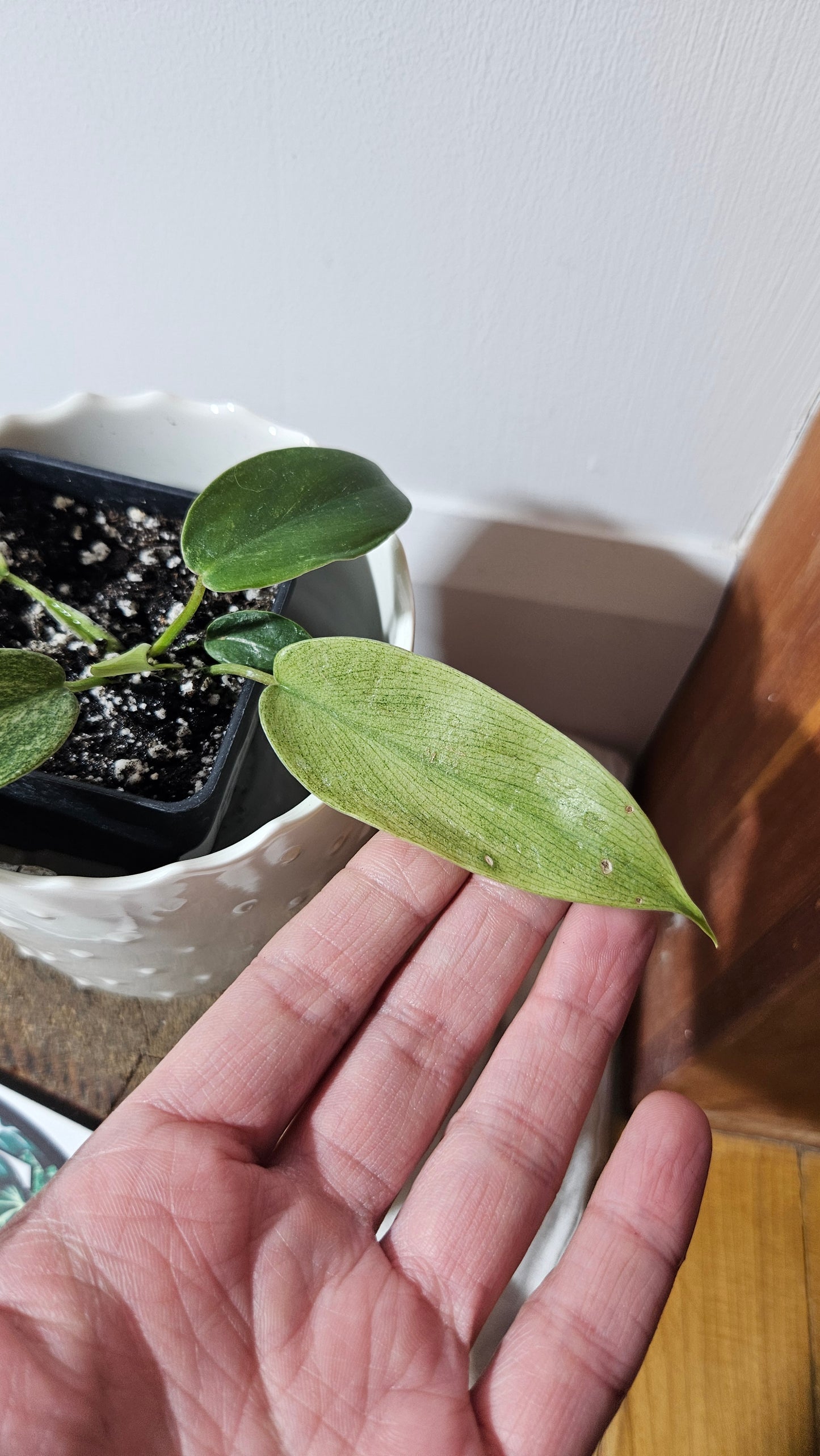Philodendron Florida Ghost (PHI-567)