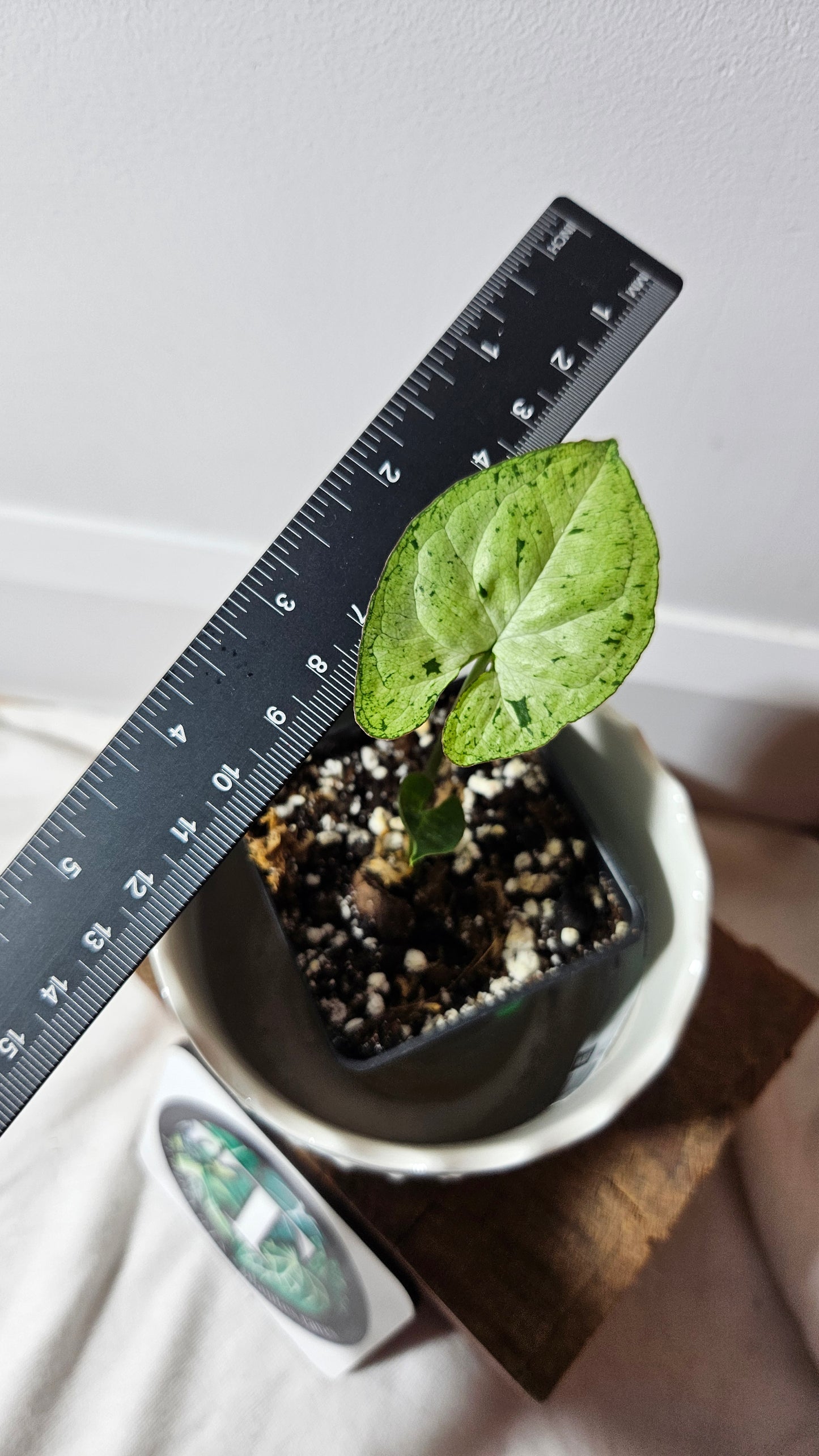 Syngonium Freckles Europe (SYN-354)