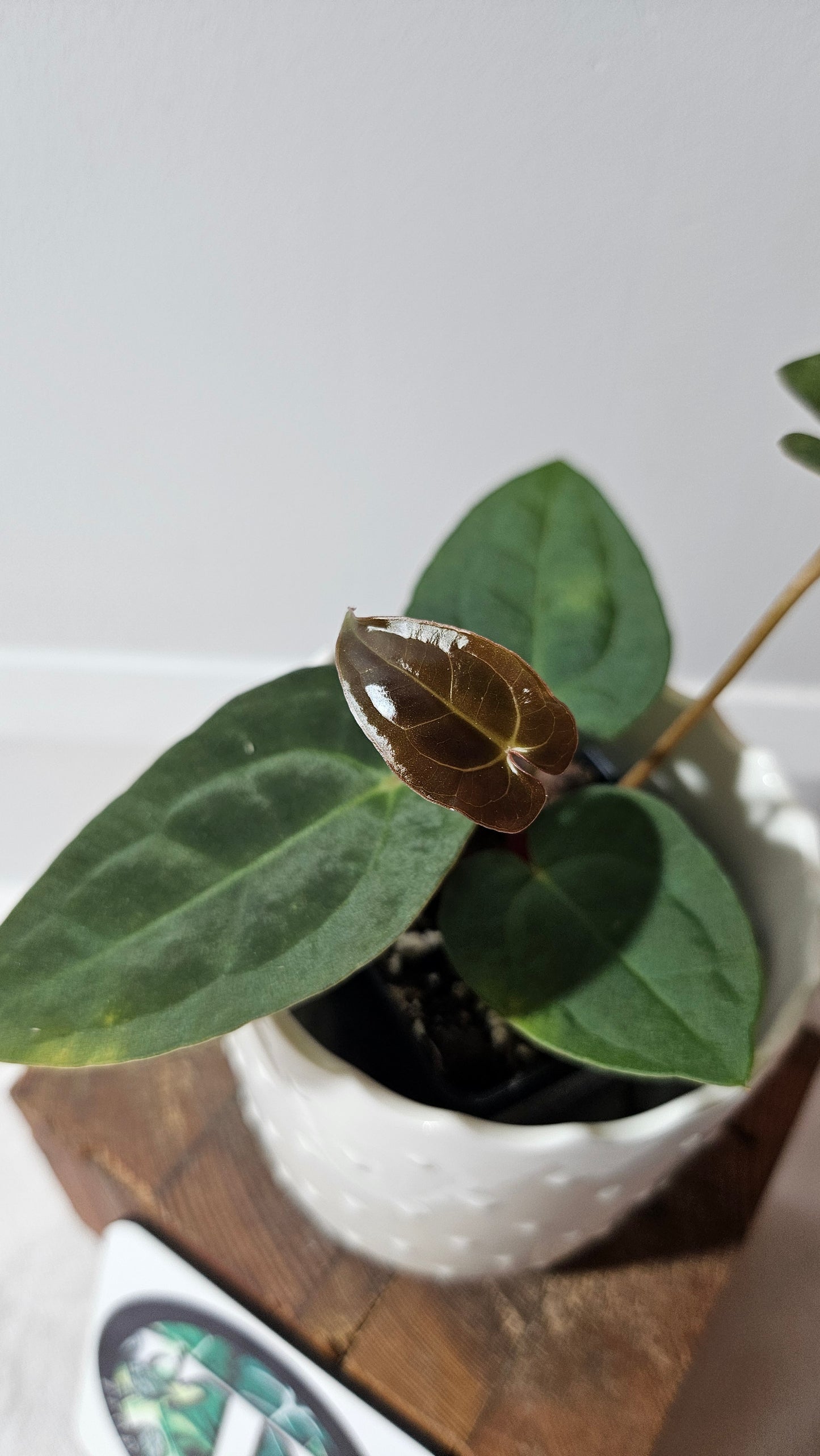 Anthurium Papillilaminum X Warocqueanum "format MOYEN" (ANT-430)