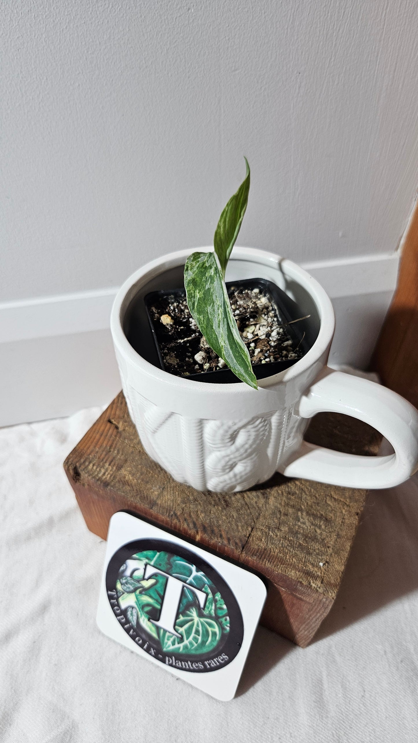 Monstera Andasonii Mint/Indo (MON-477)