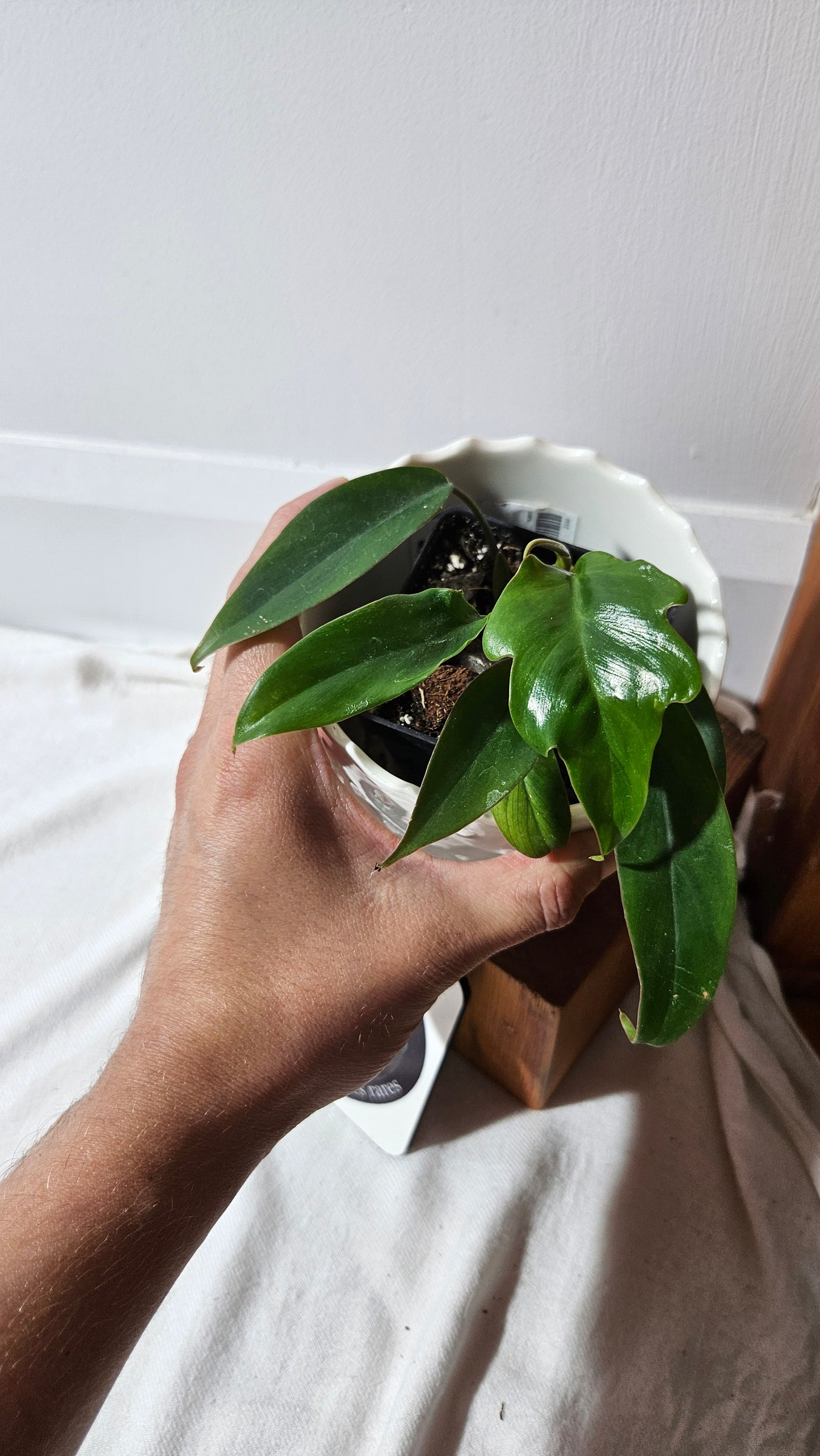 Philodendron Mayoi (PHI-643)