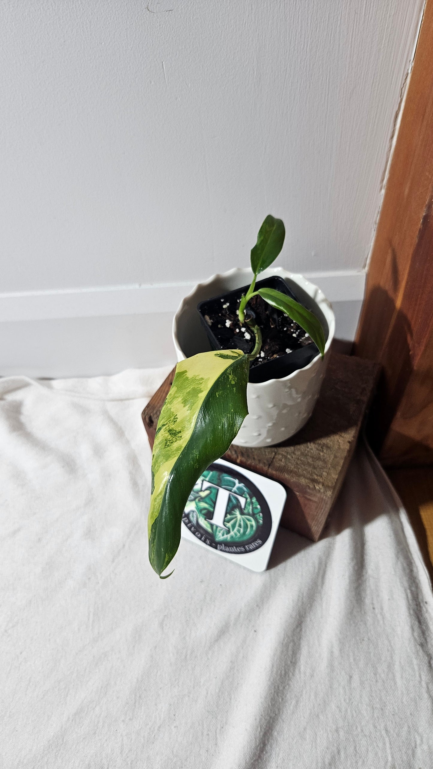 Philodendron Domesticum Variegata (PHI-775)