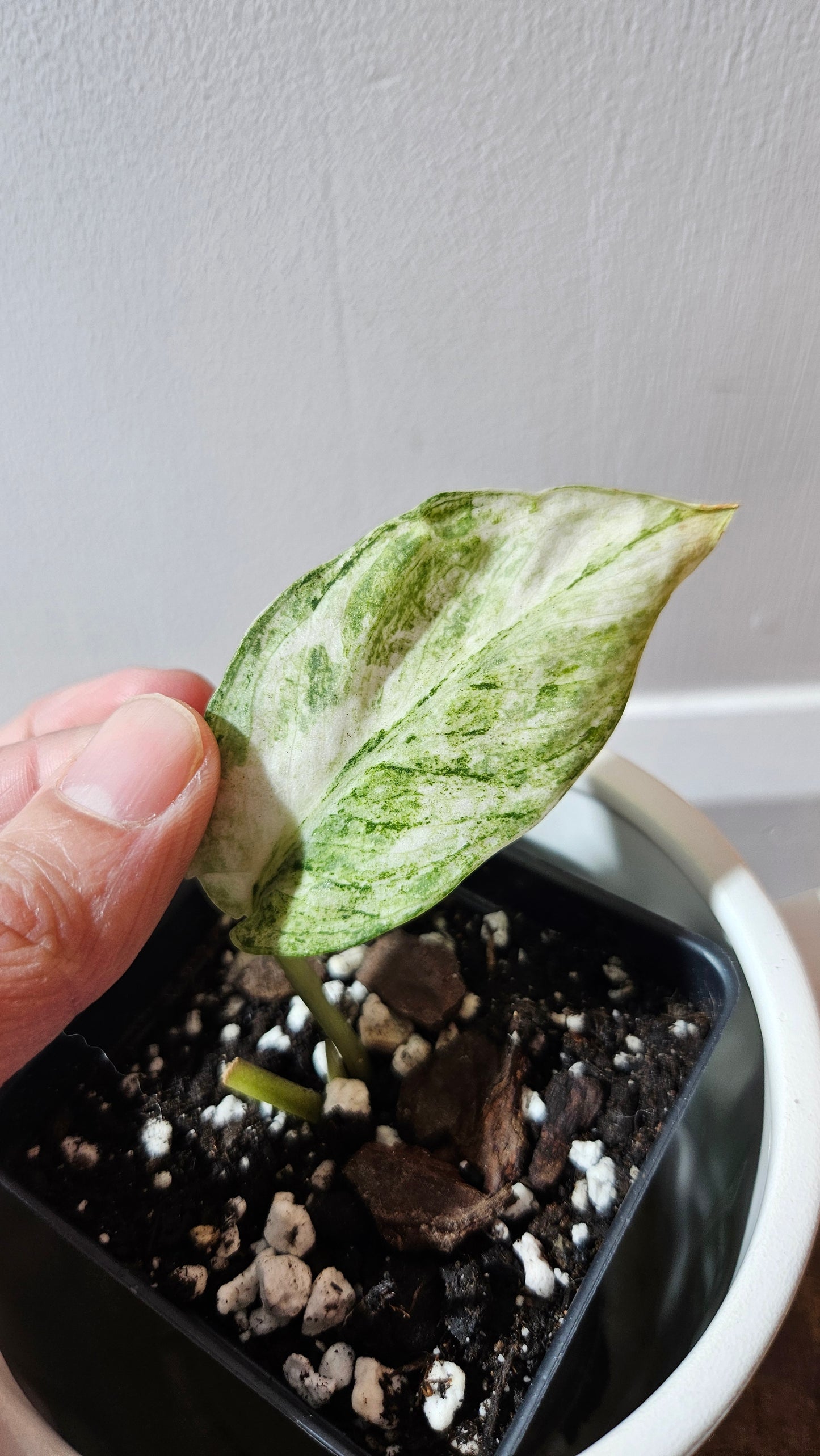 Scindapsus Perlas (SCI-1096)