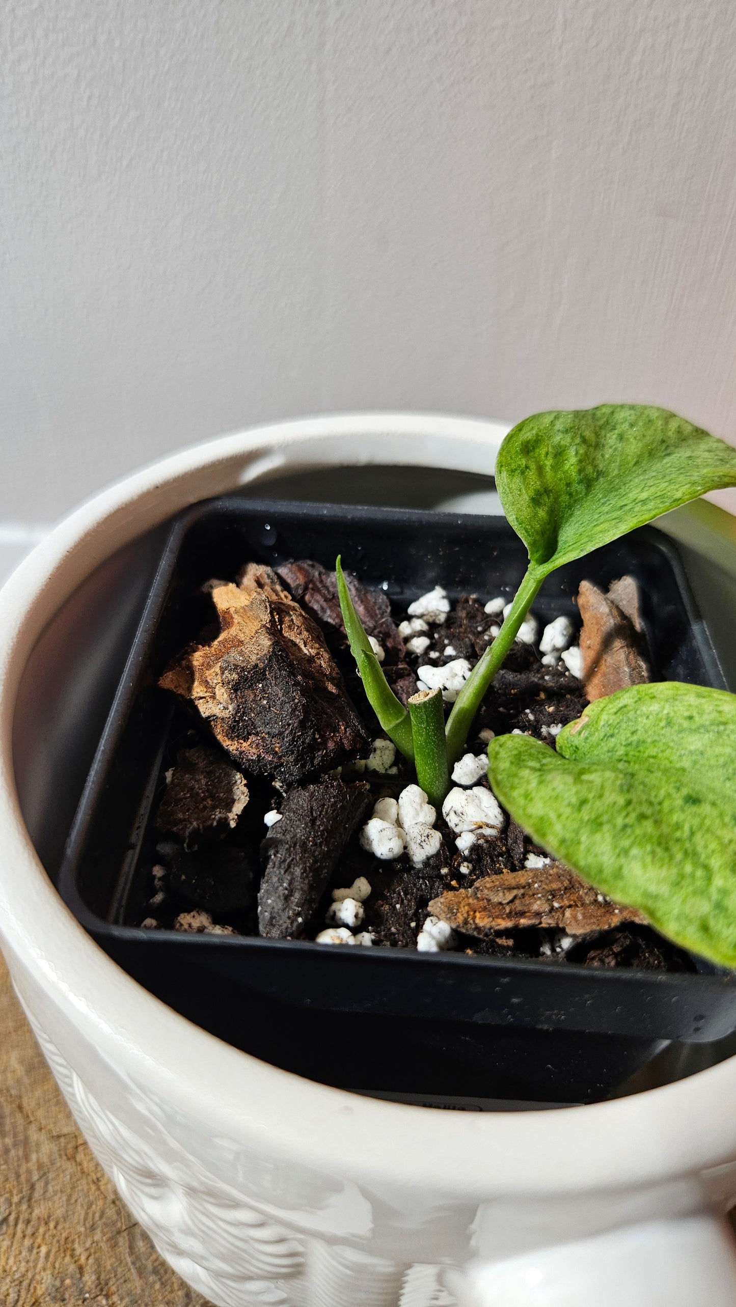 Scindapsus Mojito (SCI-1175)