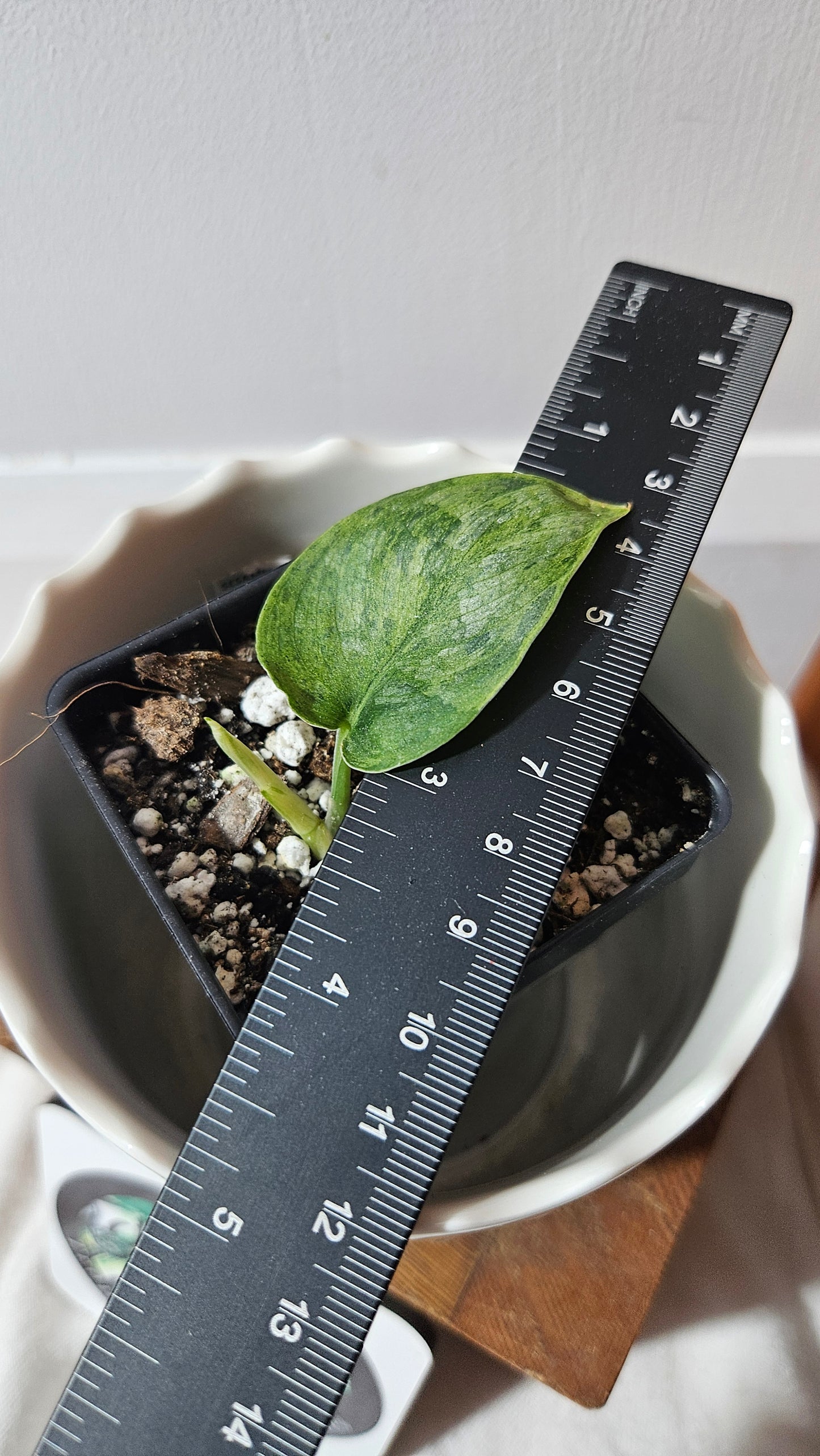 Scindapsus Black Dragon Variegata (SCI-815)