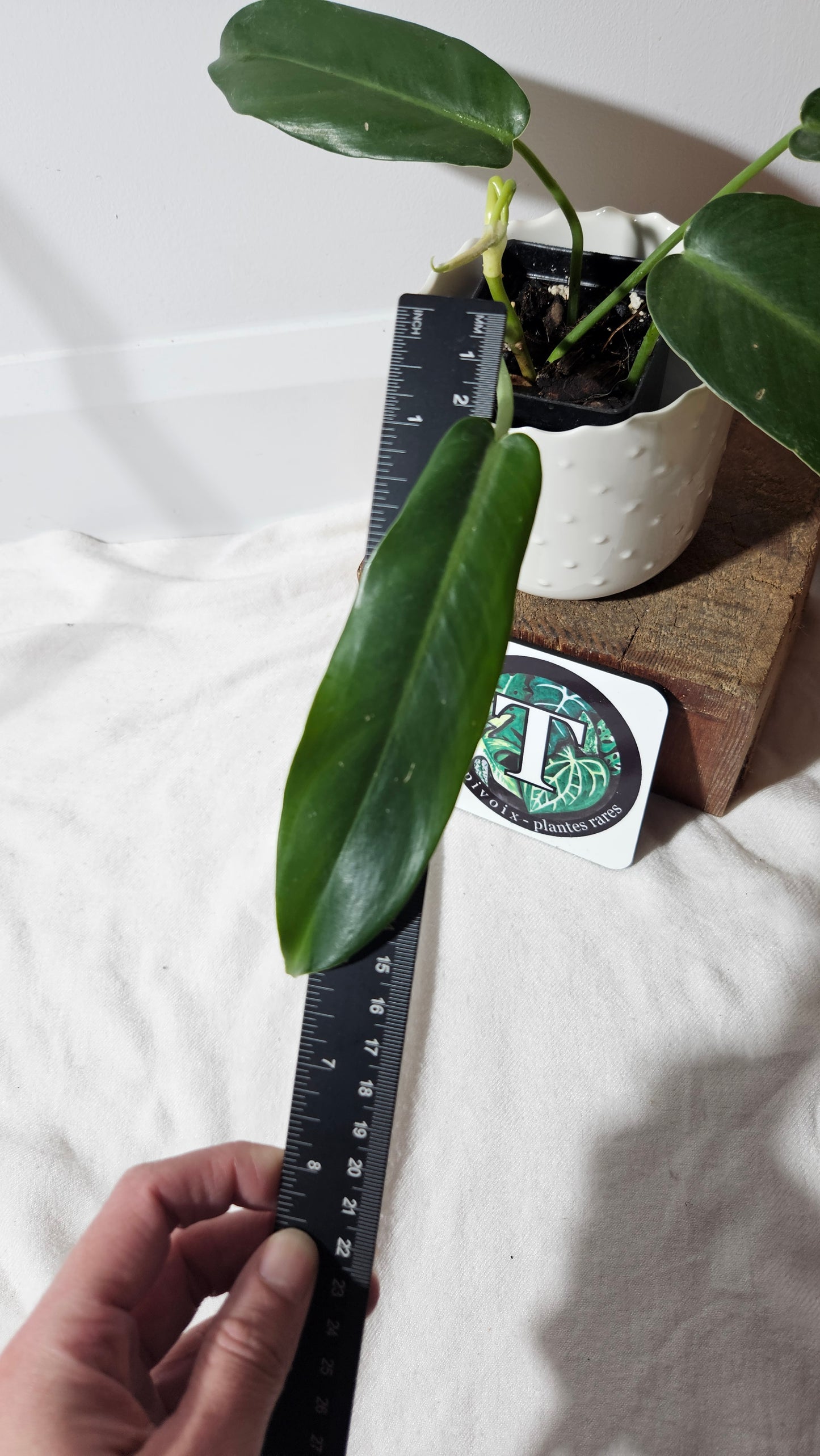 Philodendron Jerryhorne (PHI-749)