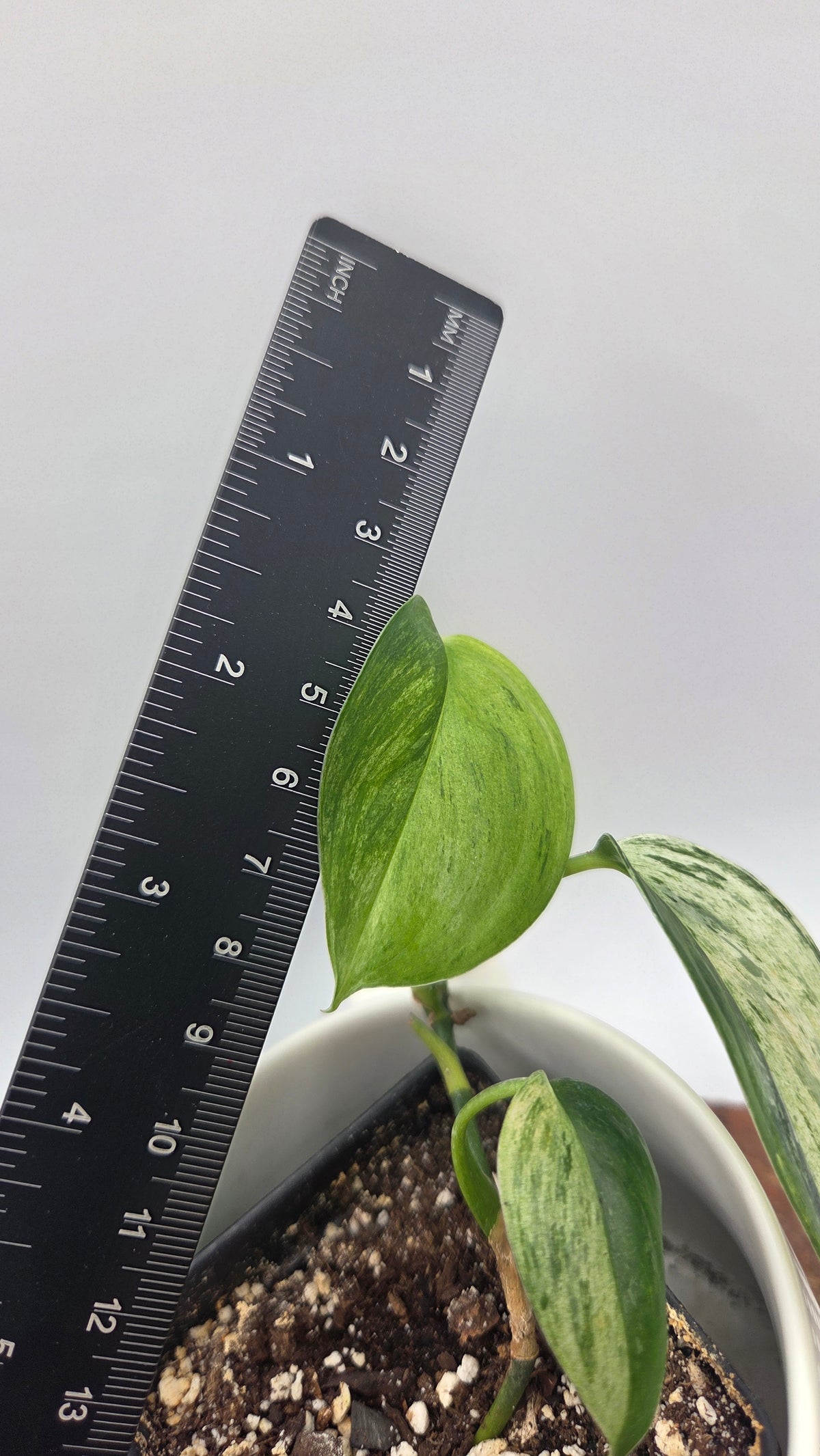 Scindapsus Blue Salaka Tricolore (SCI-807)
