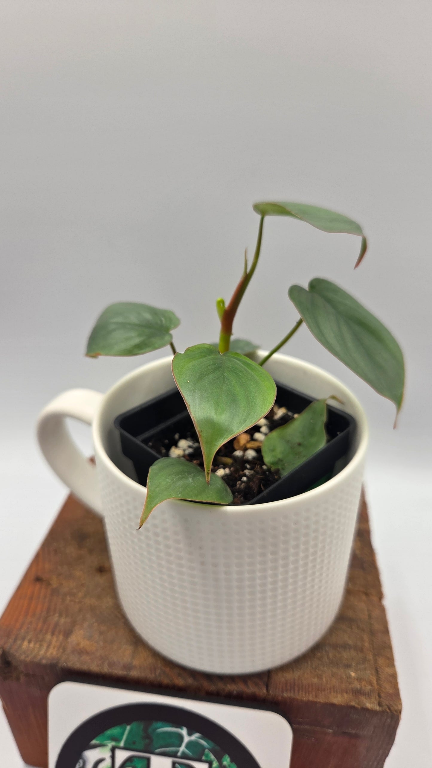 Philodendron Pastazanum Aff Silver (PHI-1072)