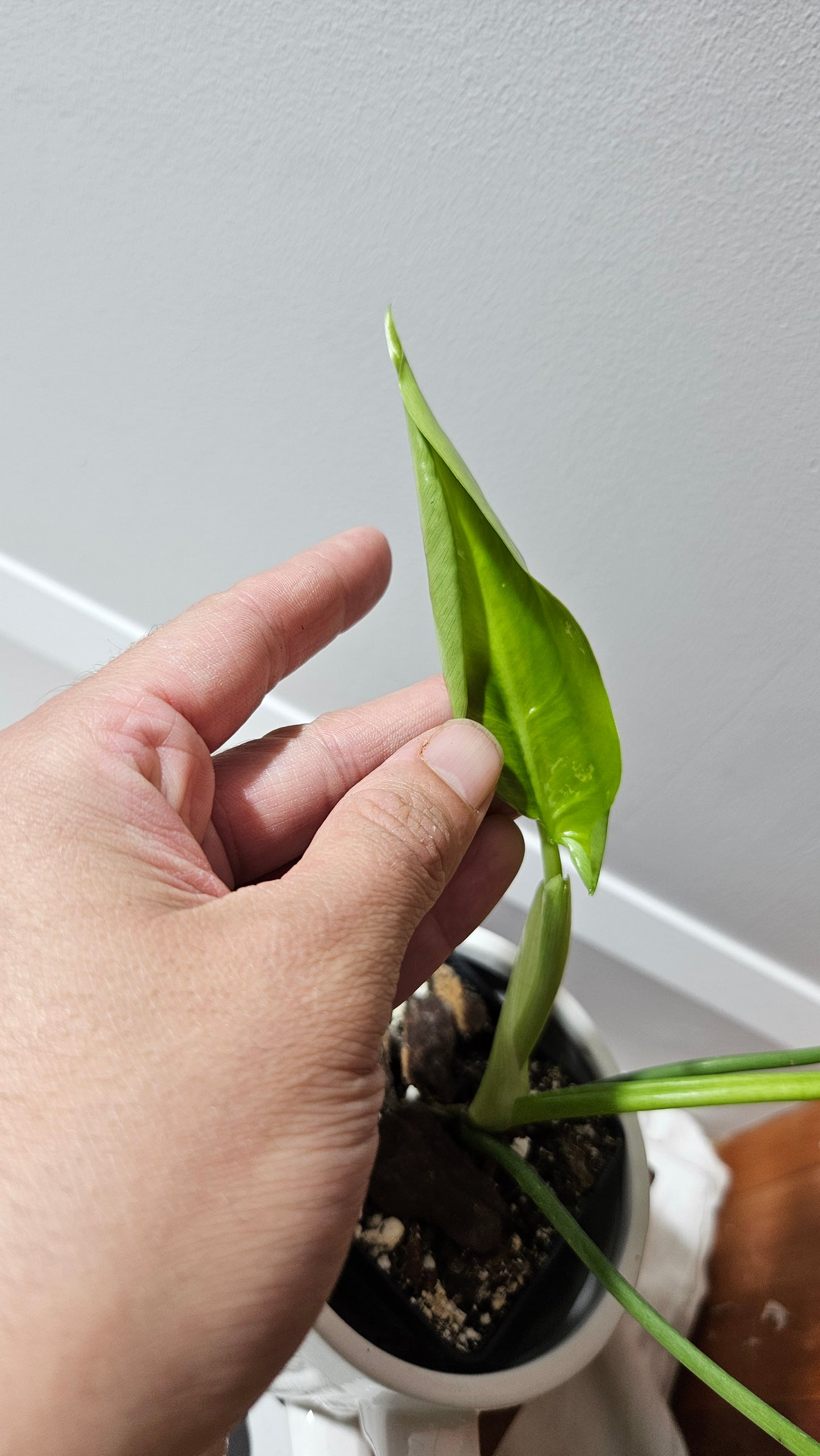 Philodendron Lime fiddle/ Minarum (PHI-909)