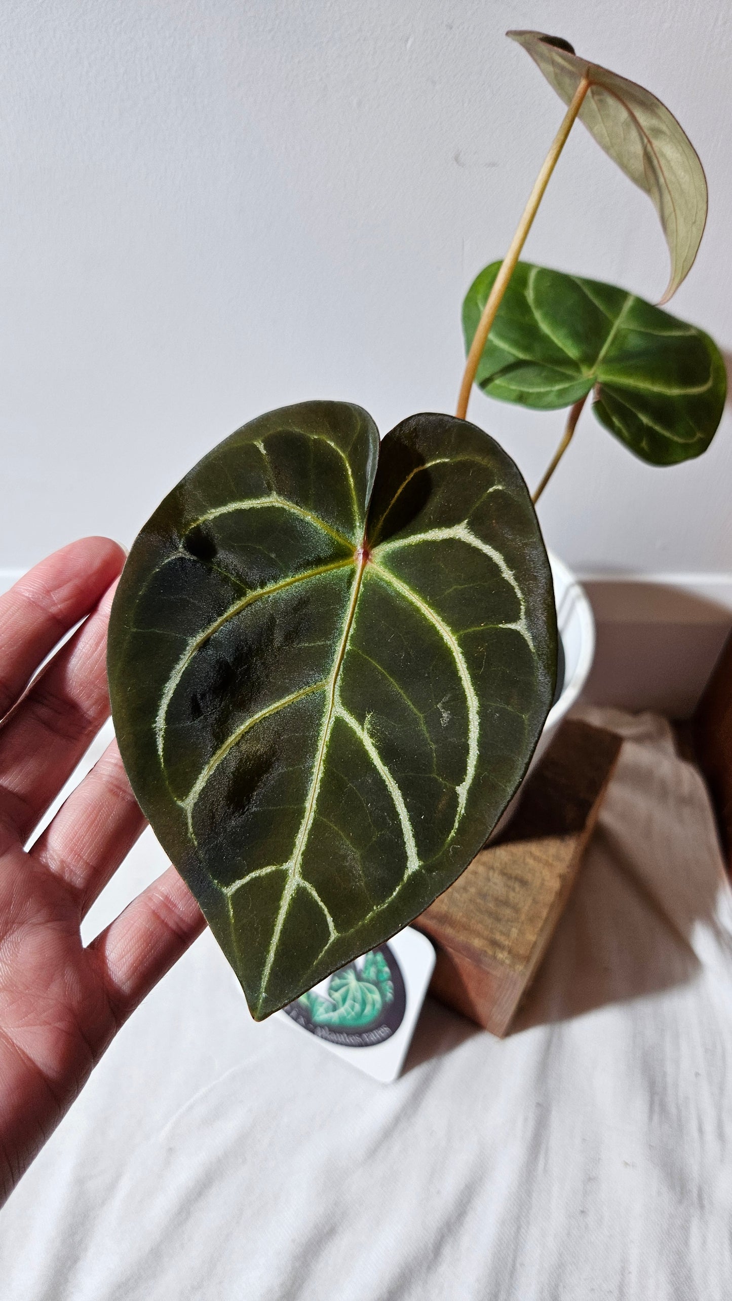Anthurium Carlablackiae (Indo) X Hoffmanii "format MOYEN/LARGE" (ANT-382)