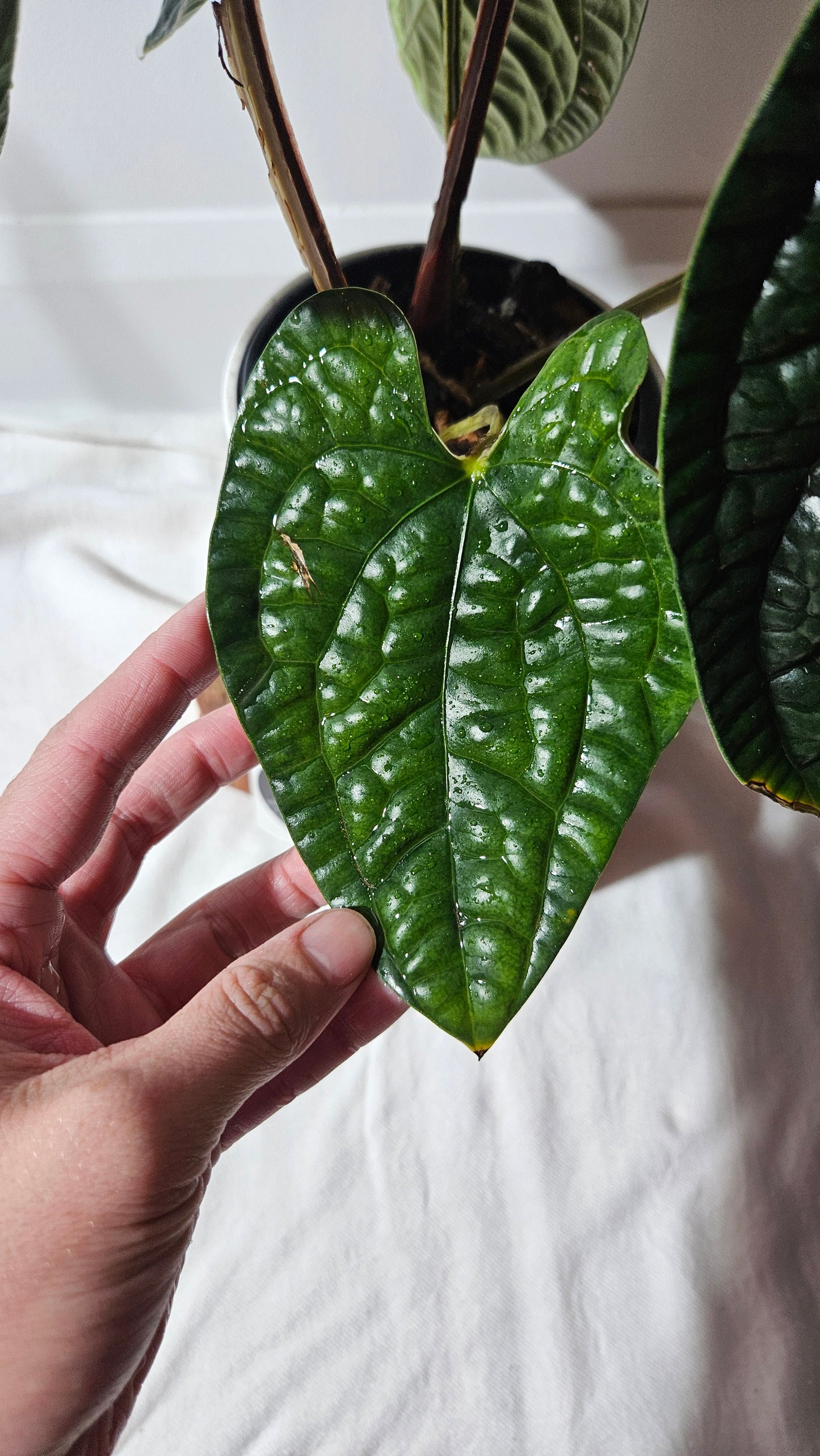 Anthurium Luxurians Dark "format XLARGE" (ANT-422)