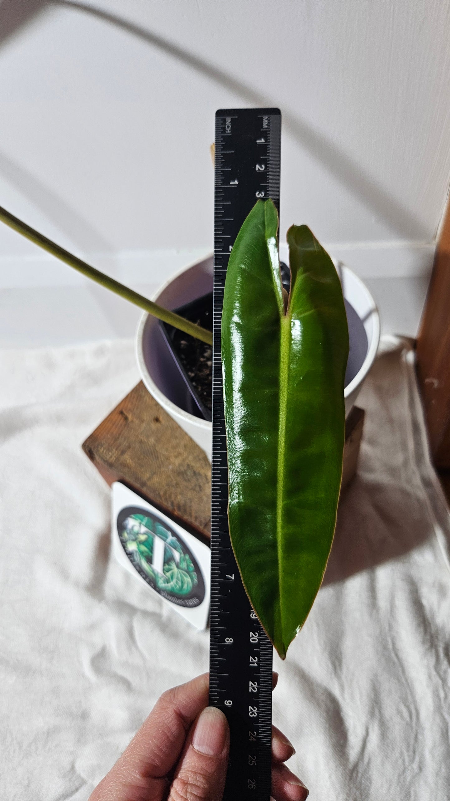Philodendron Billietiae (PHI-801)