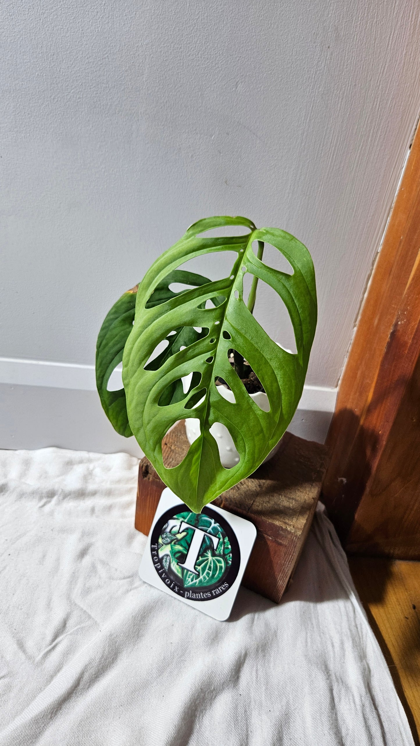 Monstera Esqueletto (MON-462)