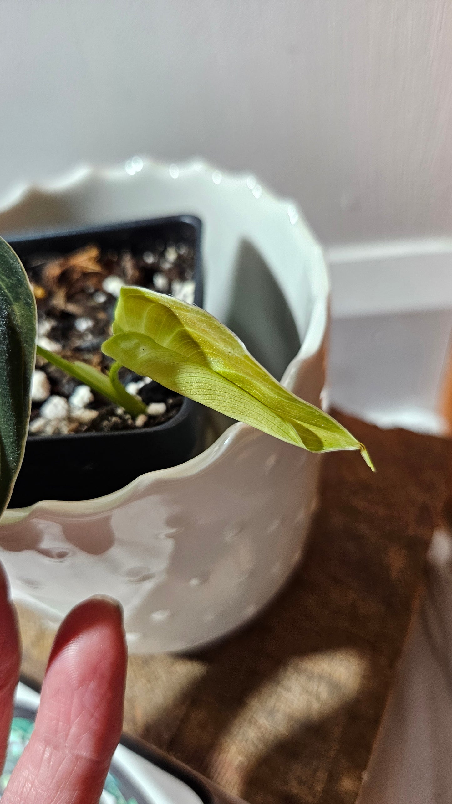 Philodendron Melanochrysum Variegata (PHI-867)