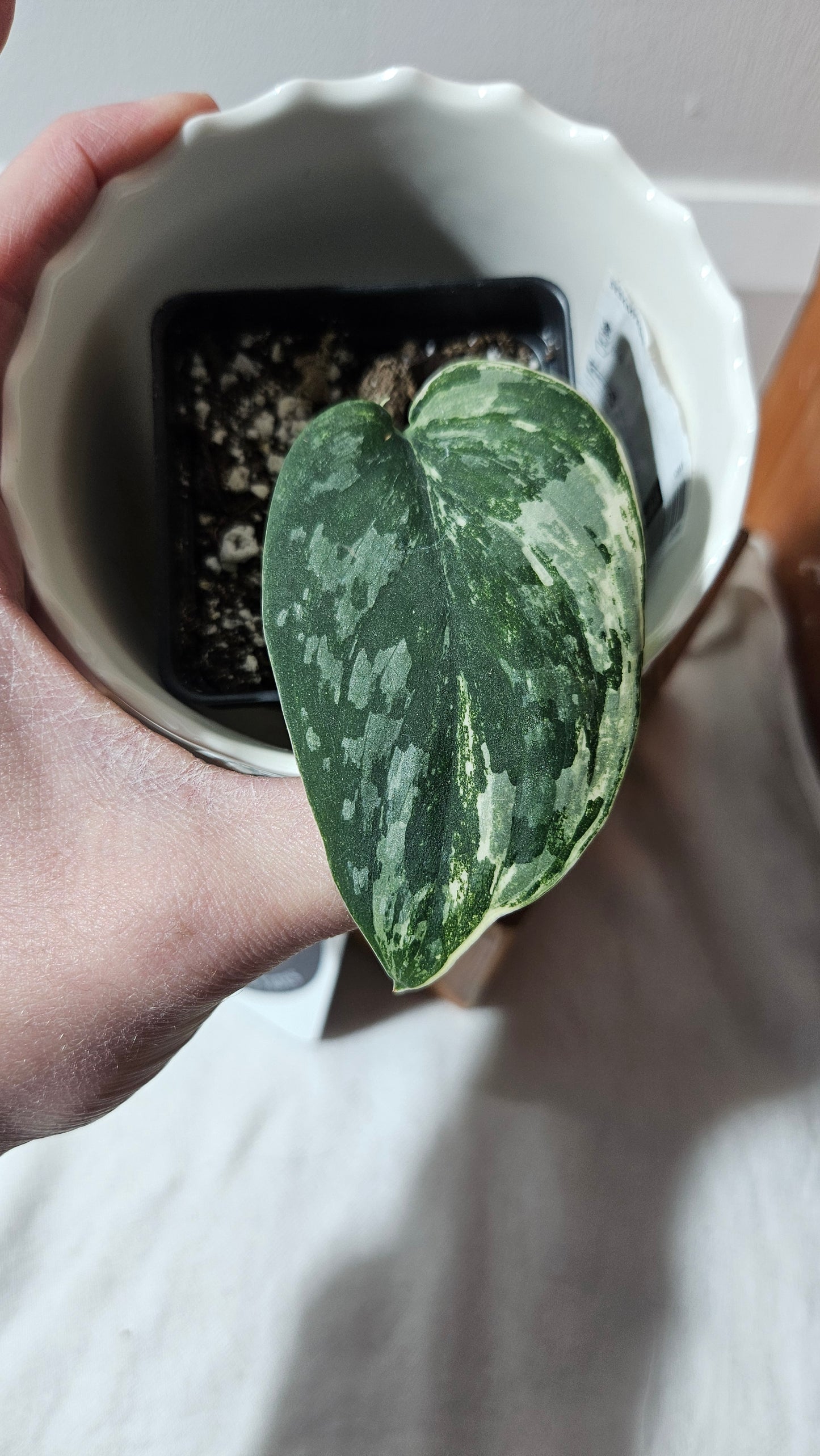 Scindapsus Exotica Salaka Variegata (SCI-749)